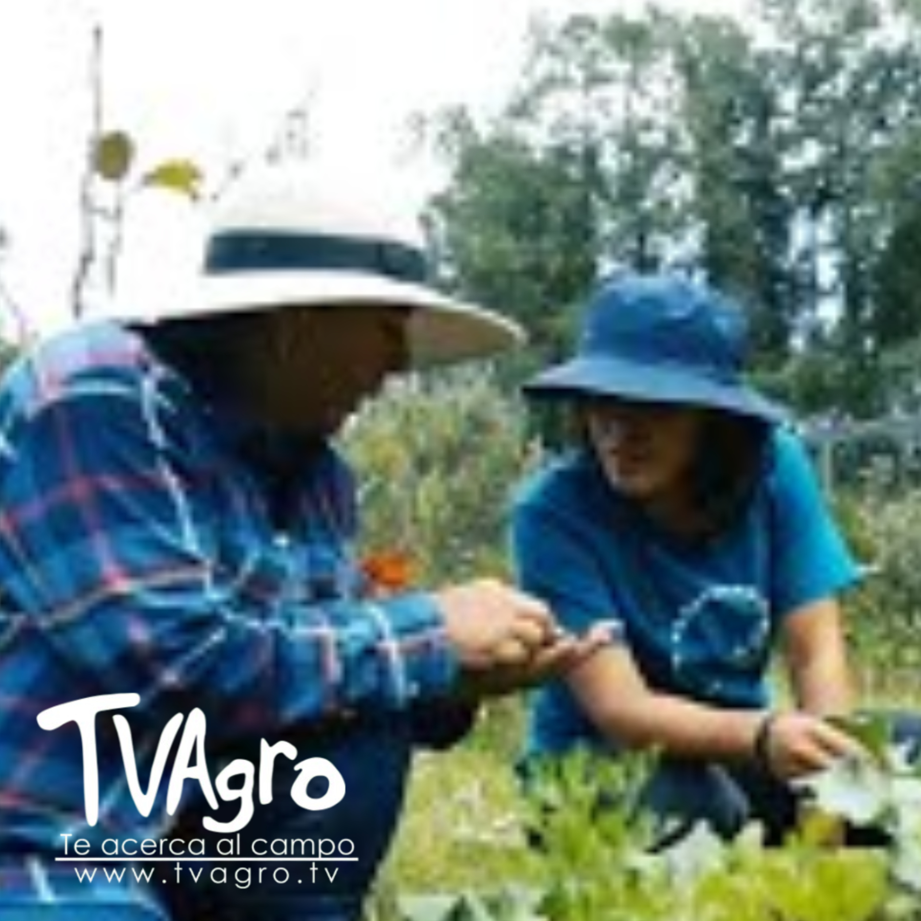 Agroecología Biofábrica y Comunidad - TvAgro por Juan Gonzalo Angel