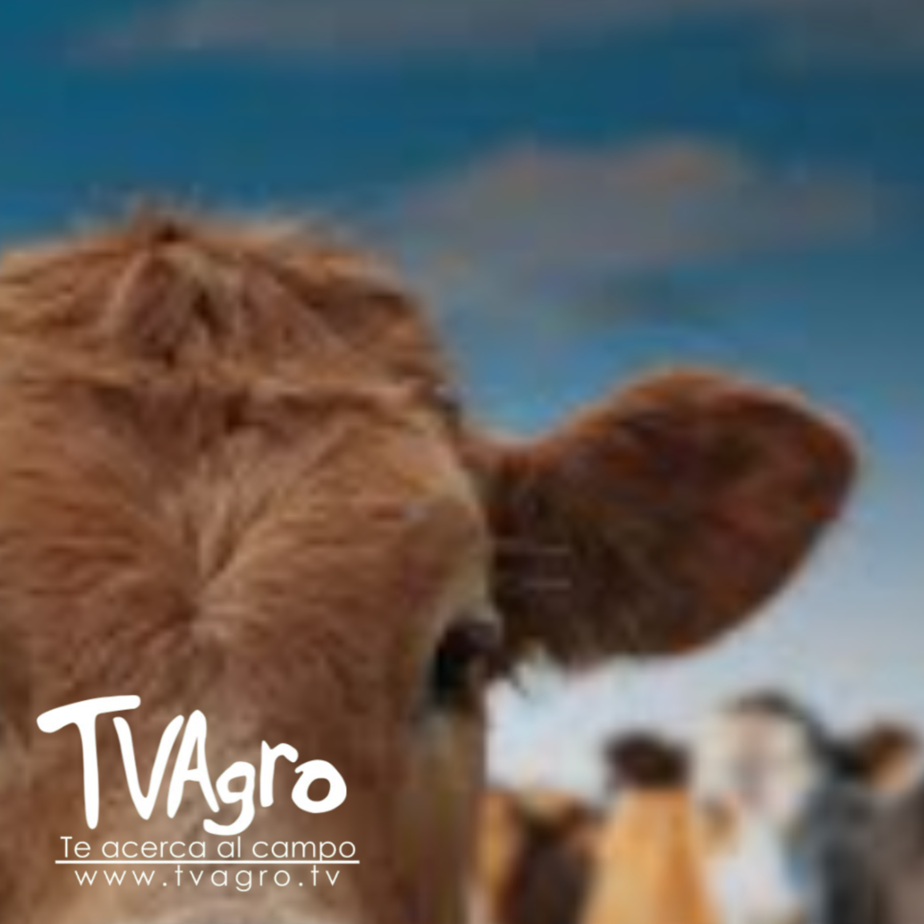 Avalúo catastral ganadero en Sucre y su impacto en el sector rural - TvAgro por Juan Gonzalo Angel
