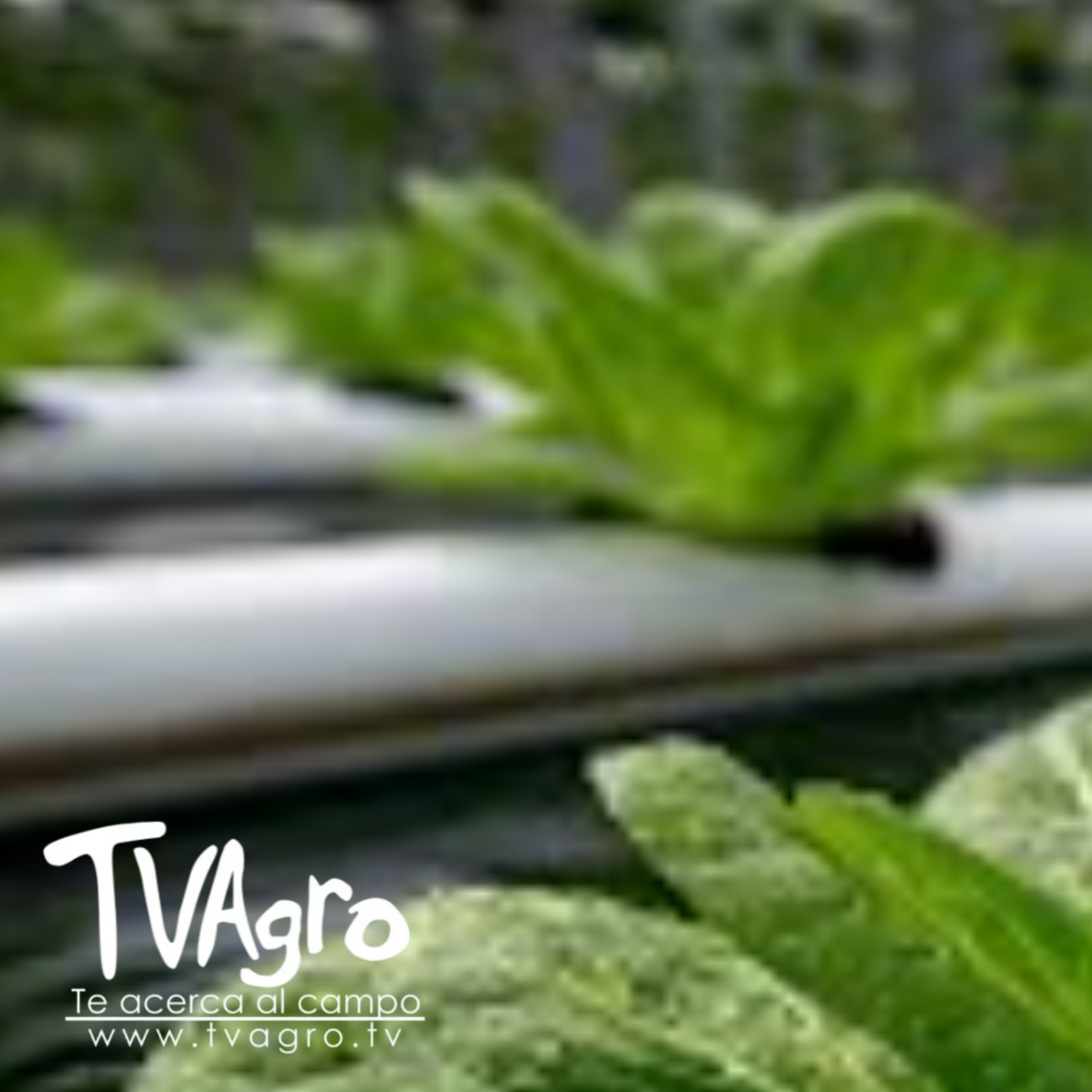 Cómo funciona la acuaponía, Sistema de producción de peces y plantas - TvAgro por Juan Gonzalo Angel