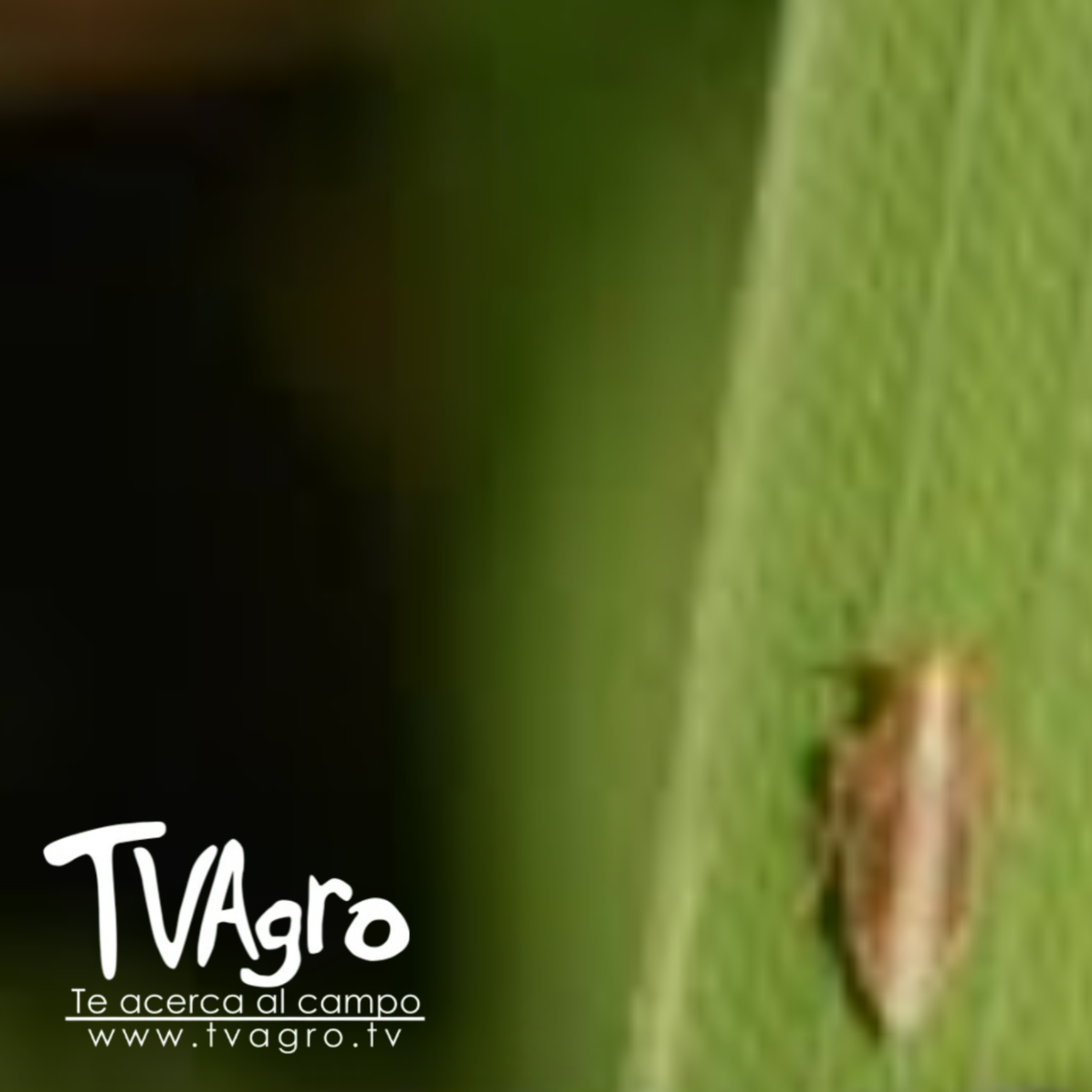 Impacto de la sogata en el arroz y estrategias de manejo - TvAgro por Juan Gonzalo Angel