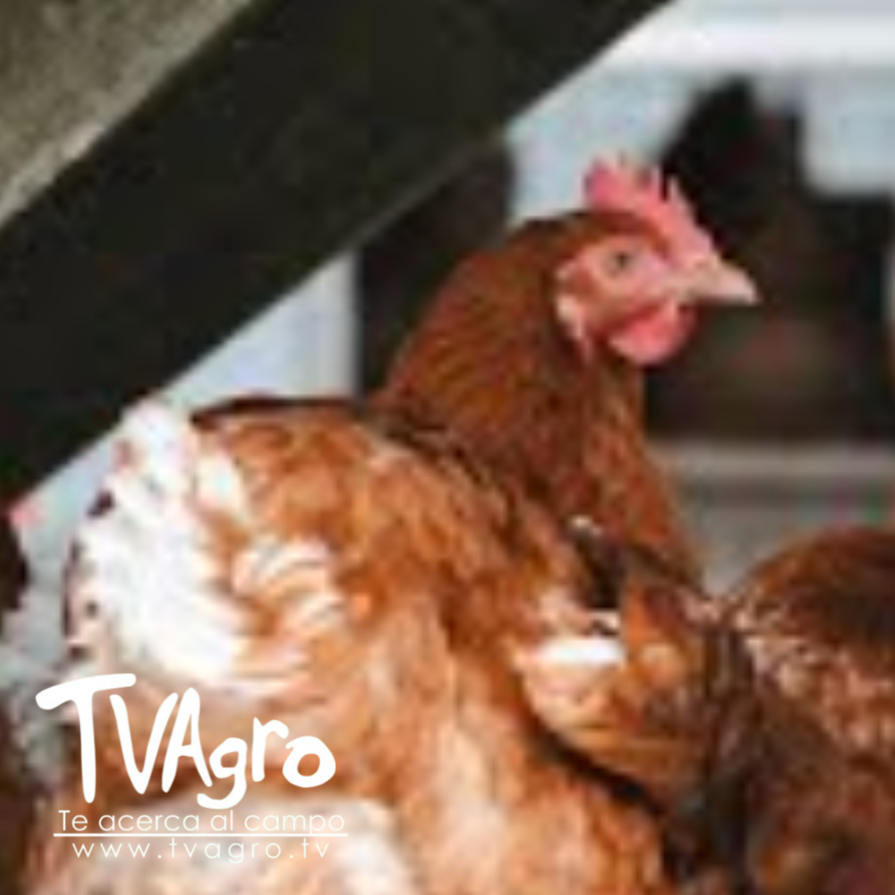 Alerta por gripe aviar en Brasil: ¿qué está pasando? - TvAgro por Juan Gonzalo Angel