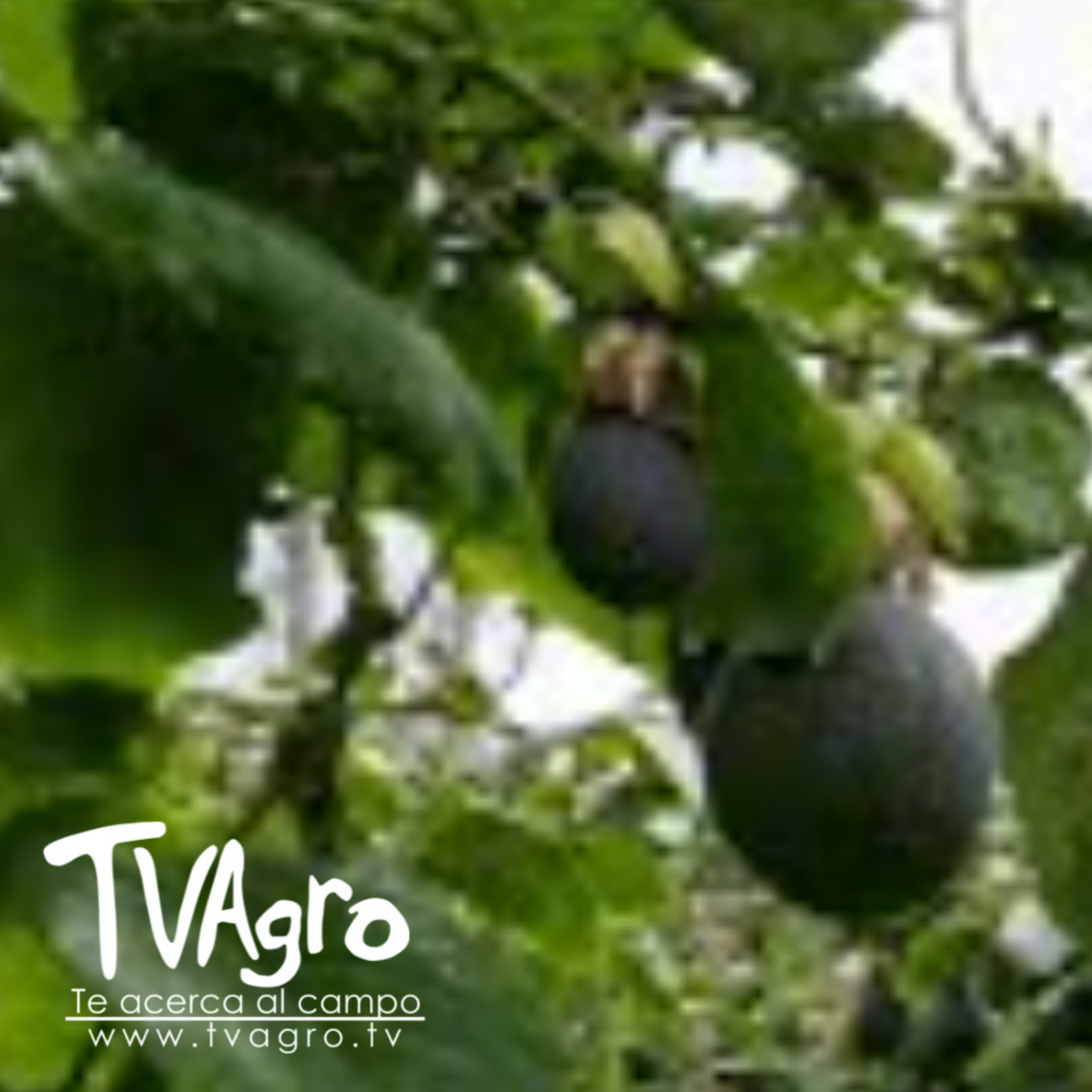Granadilla: manejo, siembra y producción del cultivo tropical - TvAgro por Juan Gonzalo Angel