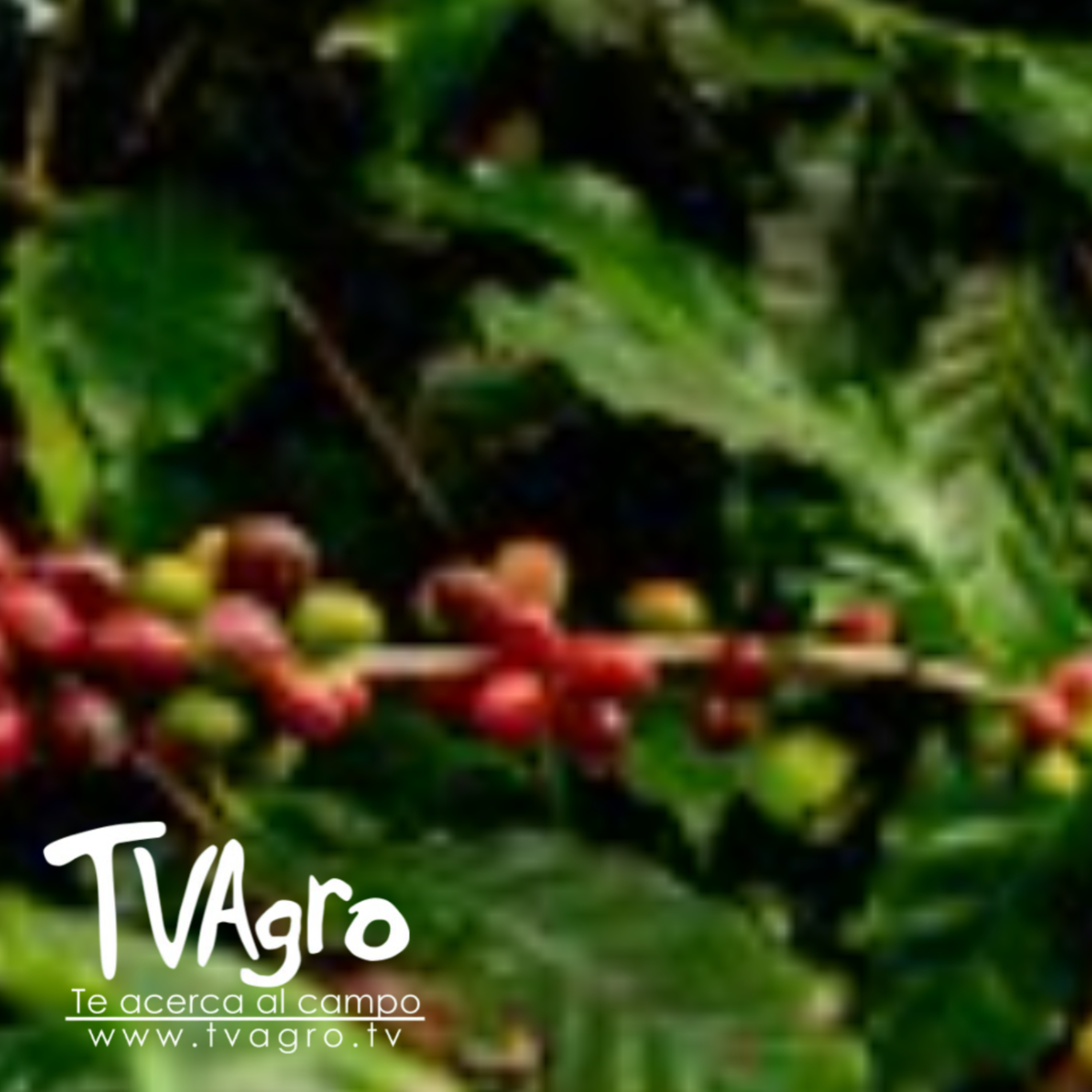 Café colombiano: símbolo nacional y motor del campo - TvAgro por Juan Gonzalo Angel