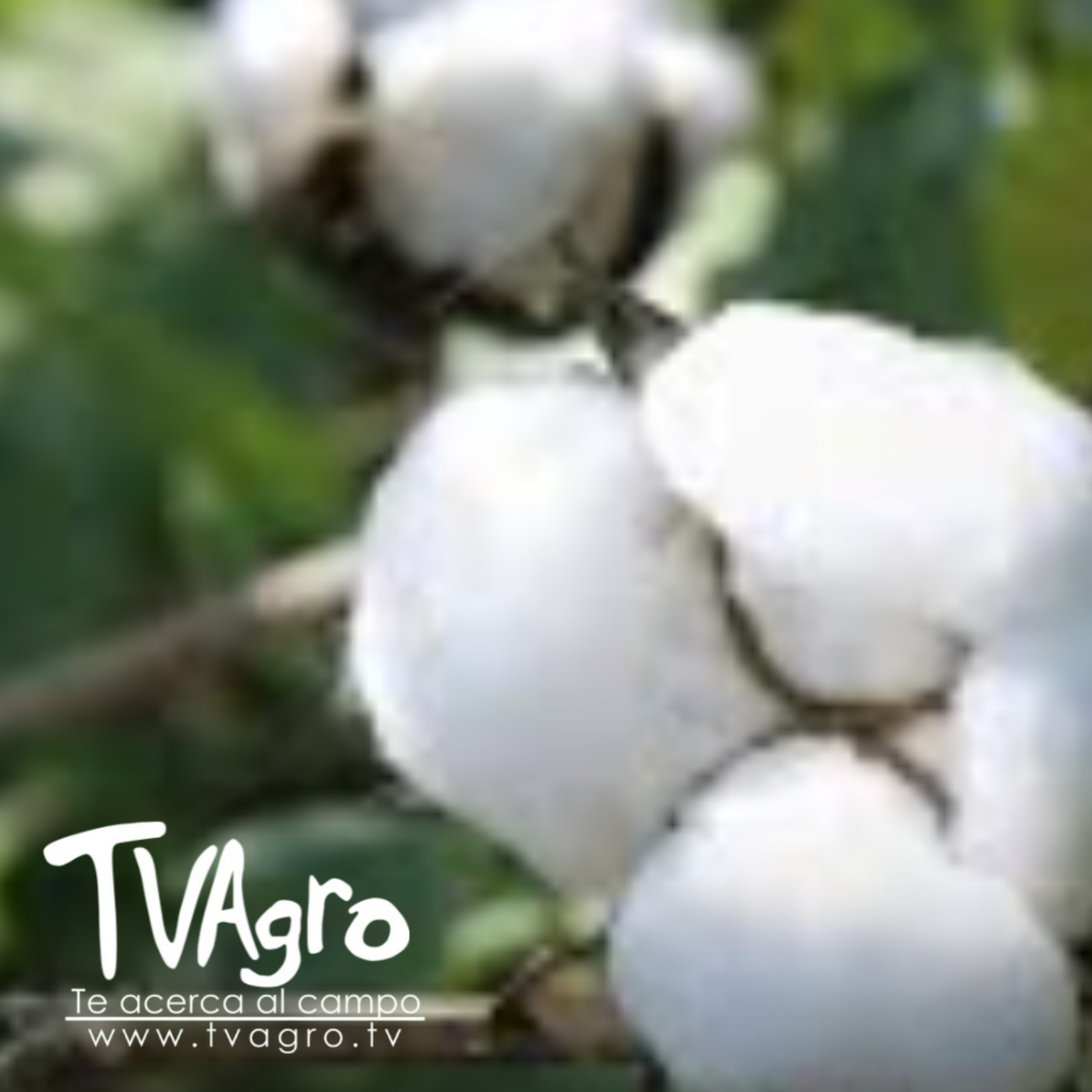 EL ALGODÓN: ¿UN CULTIVO DESTINADO A DESAPARECER EN COLOMBIA? - TvAgro por Juan Gonzalo Angel