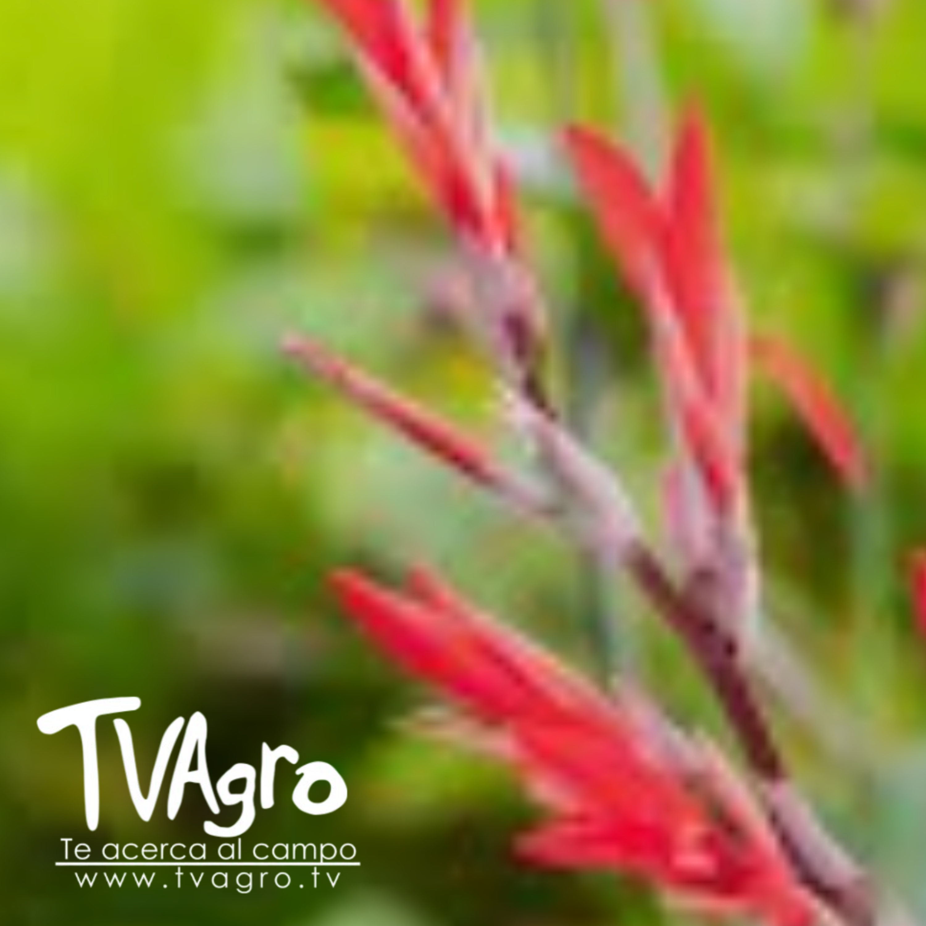 Una planta ancestral con gran potencial economico la achira - TvAgro por Juan Gonzalo Angel