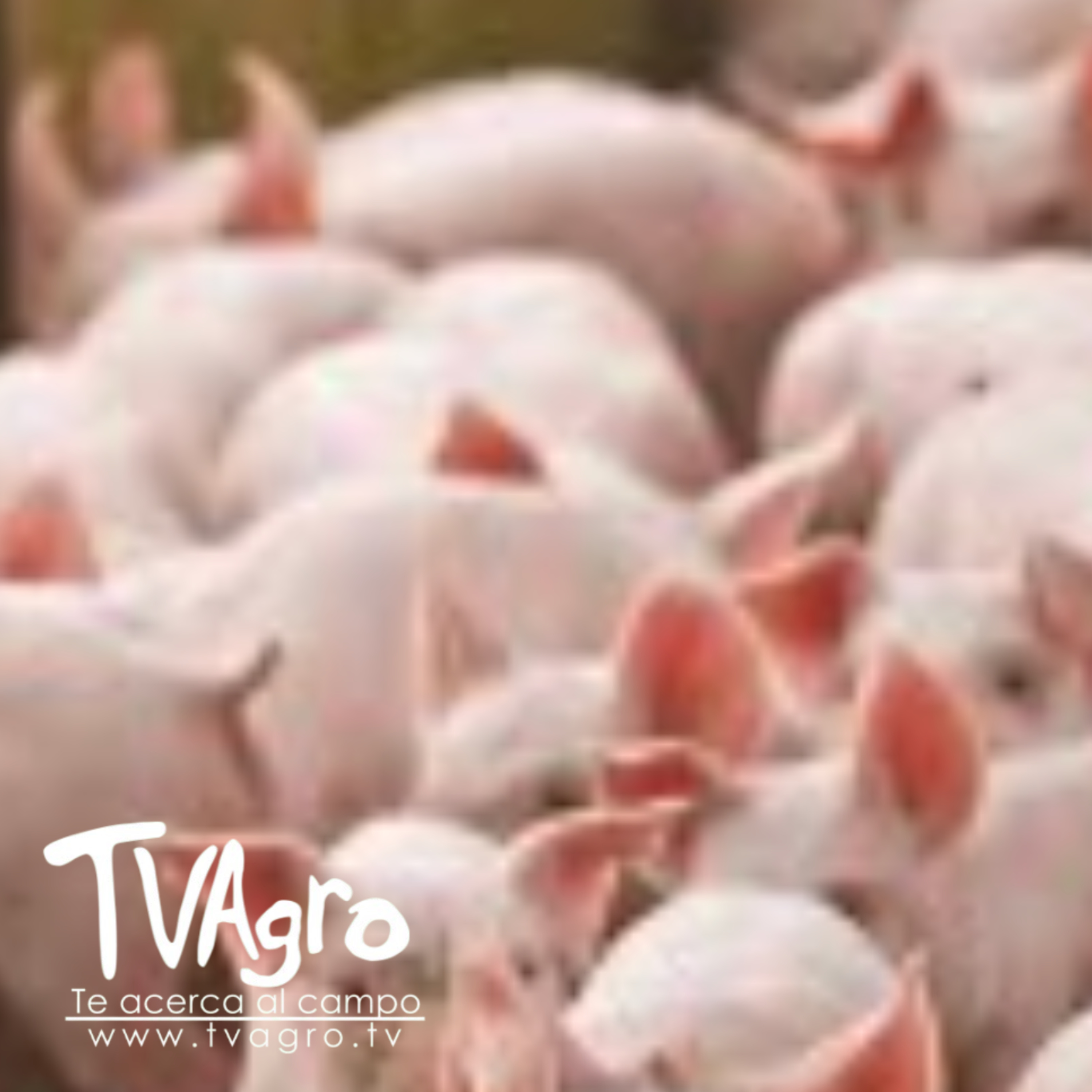 Porcicultura moderna inseminación artificial y ecografía reproductiva- TvAgro por Juan Gonzalo Angel