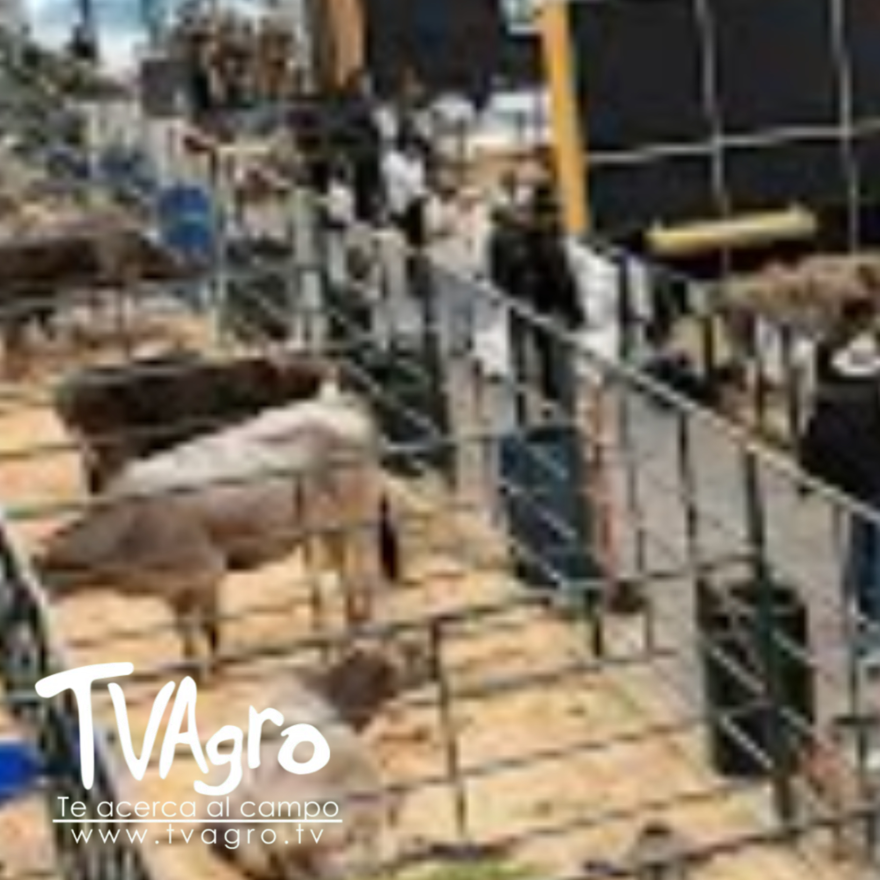 Así fue AgroExpo julio 2025: innovación, ganadería y campo - TvAgro por Juan Gonzalo Angel