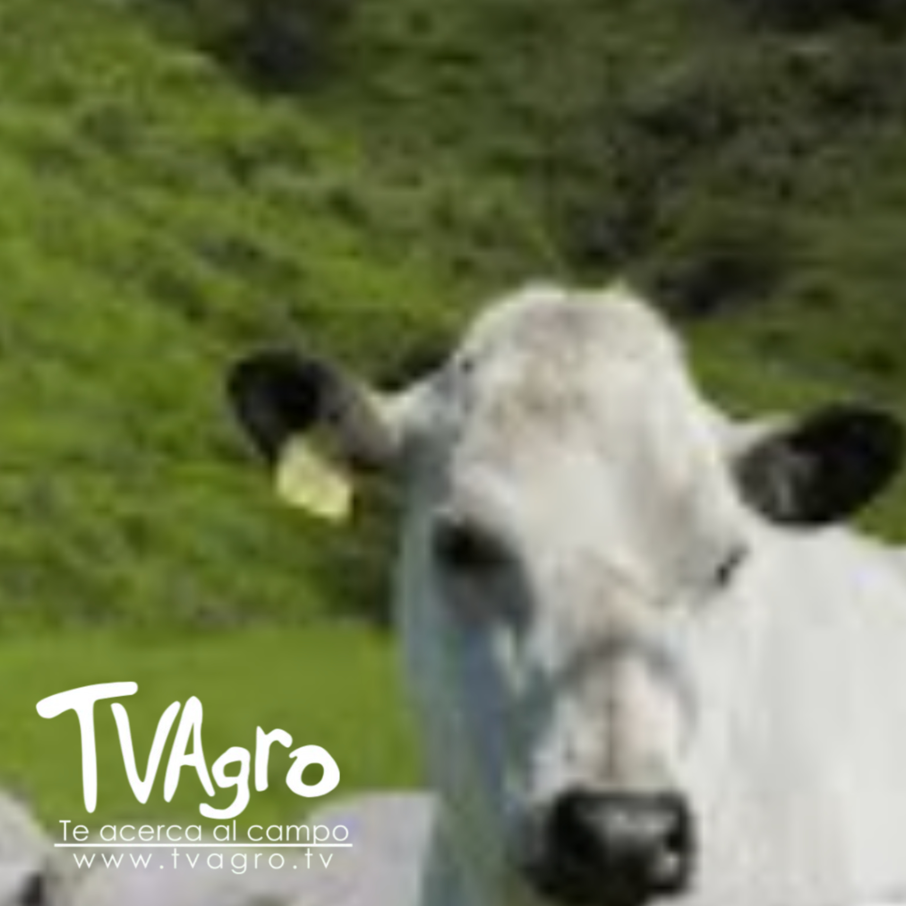 Producción sostenible: manejo integral de ganado BON y cunicultura - TvAgro por Juan Gonzalo Angel