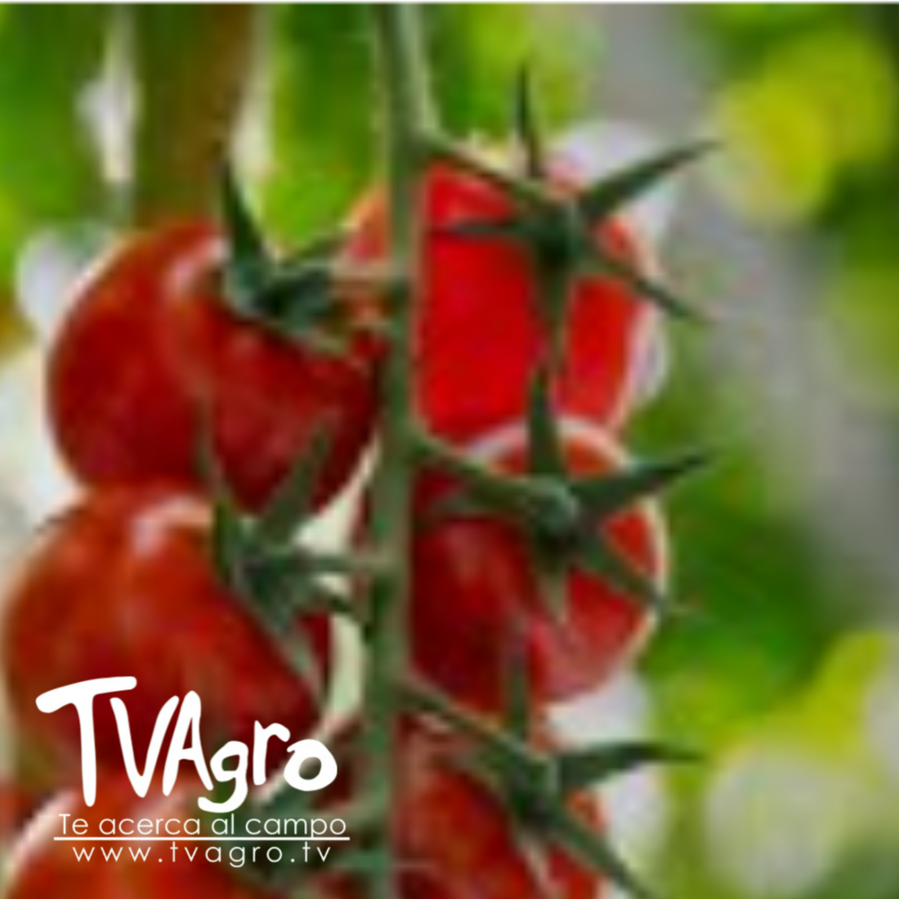 Tomate San Marzano: técnicas agrícolas y tradición culinaria - TvAgro por Juan Gonzalo Angel