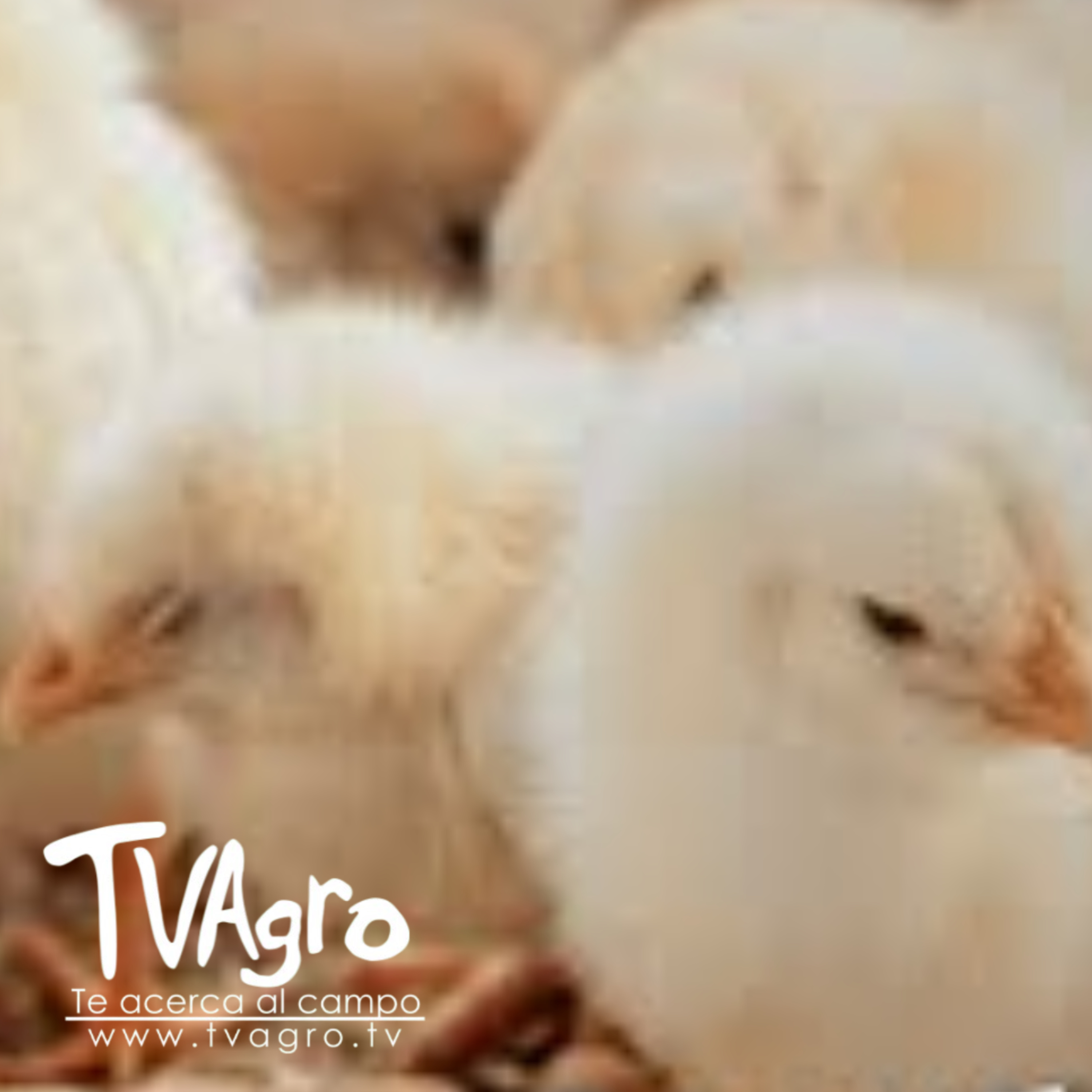 Pollos de engorde: manejo y cuidados en los primeros 15 días - TvAgro por Juan Gonzalo Angel