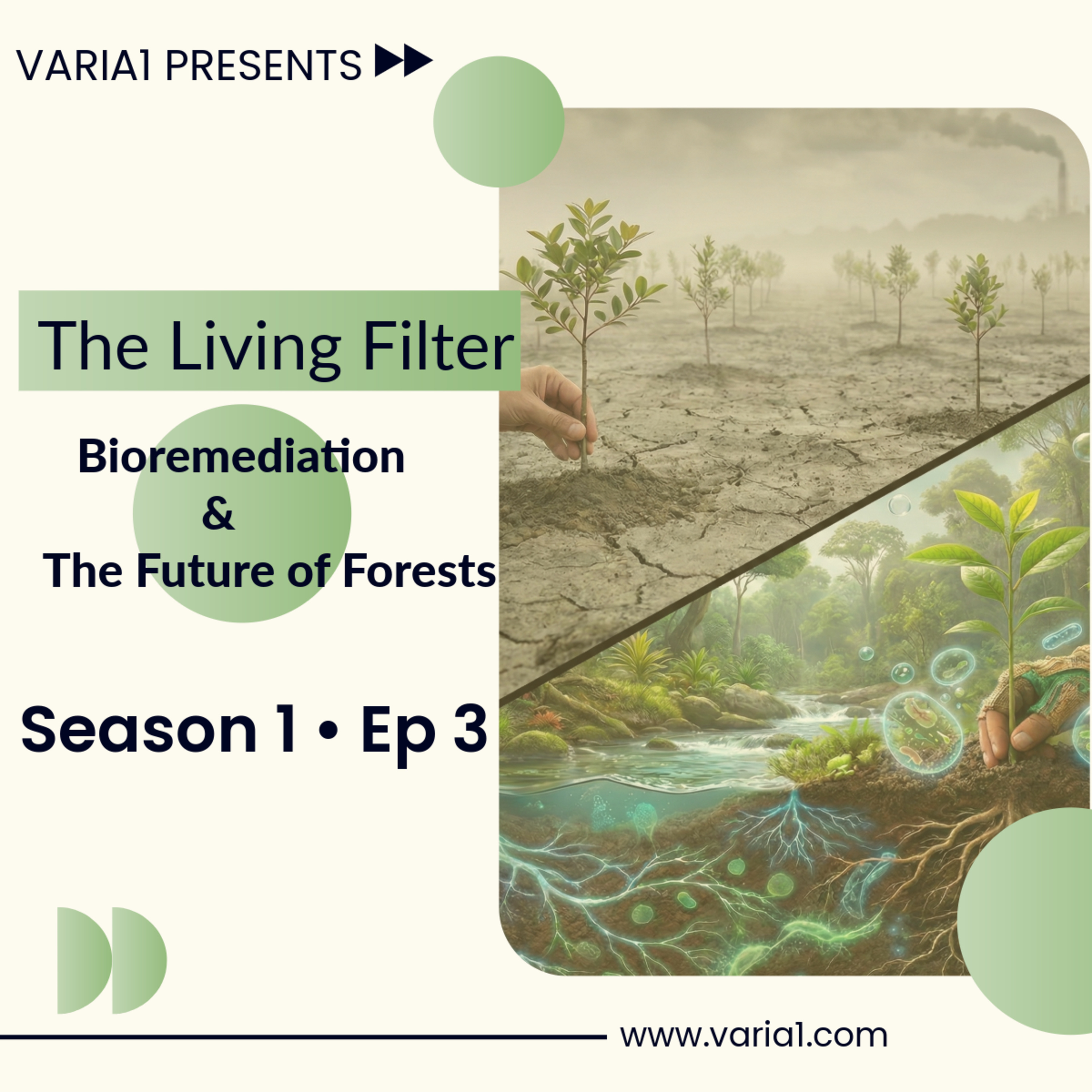 Super-Forests vs. Pollution: Why Planting Trees Fails | Bioremediation Explained episode artwork