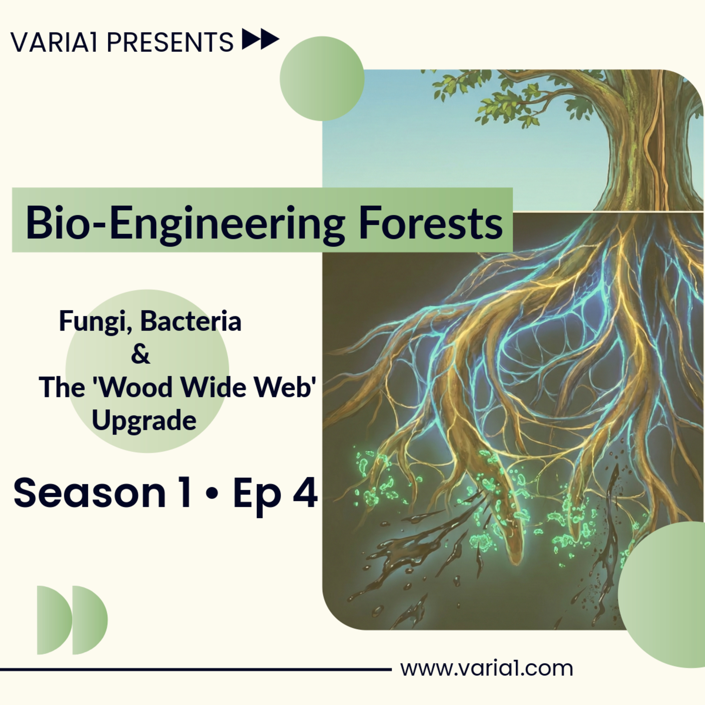 Bio-Engineering Forests: Fungi, Bacteria & The 'Wood Wide Web' Upgrade episode artwork