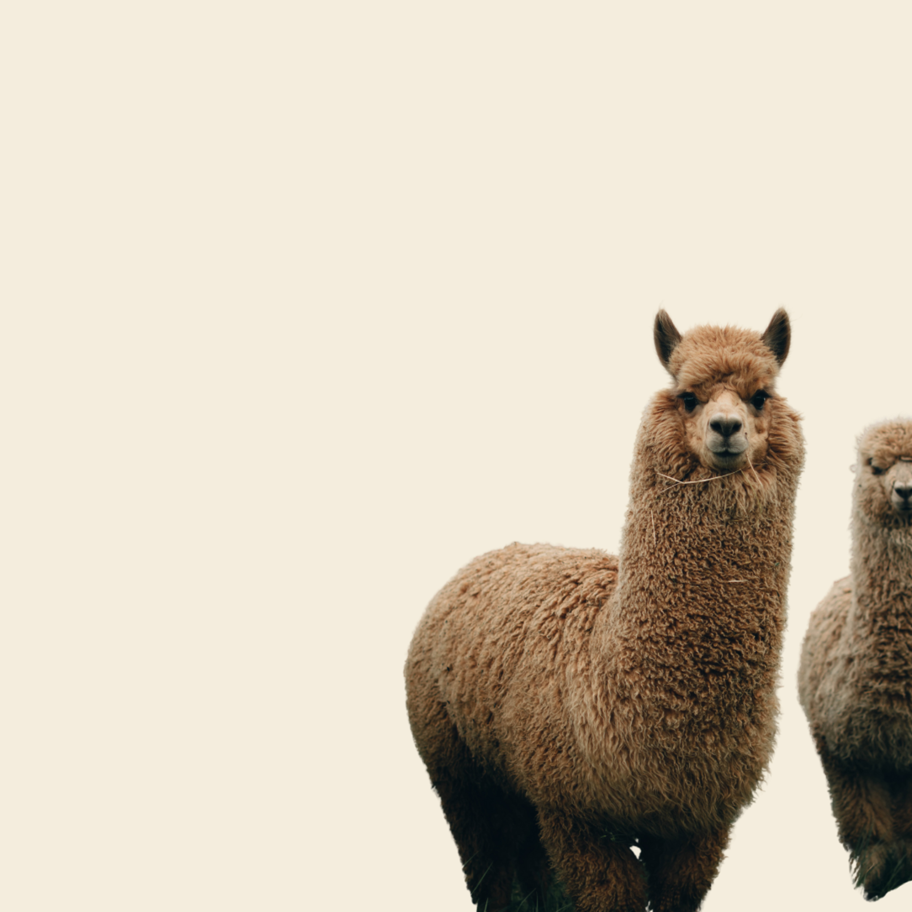 Seizoen 2 Aflevering 12: Over divers garen en wandelen met alpaca’s