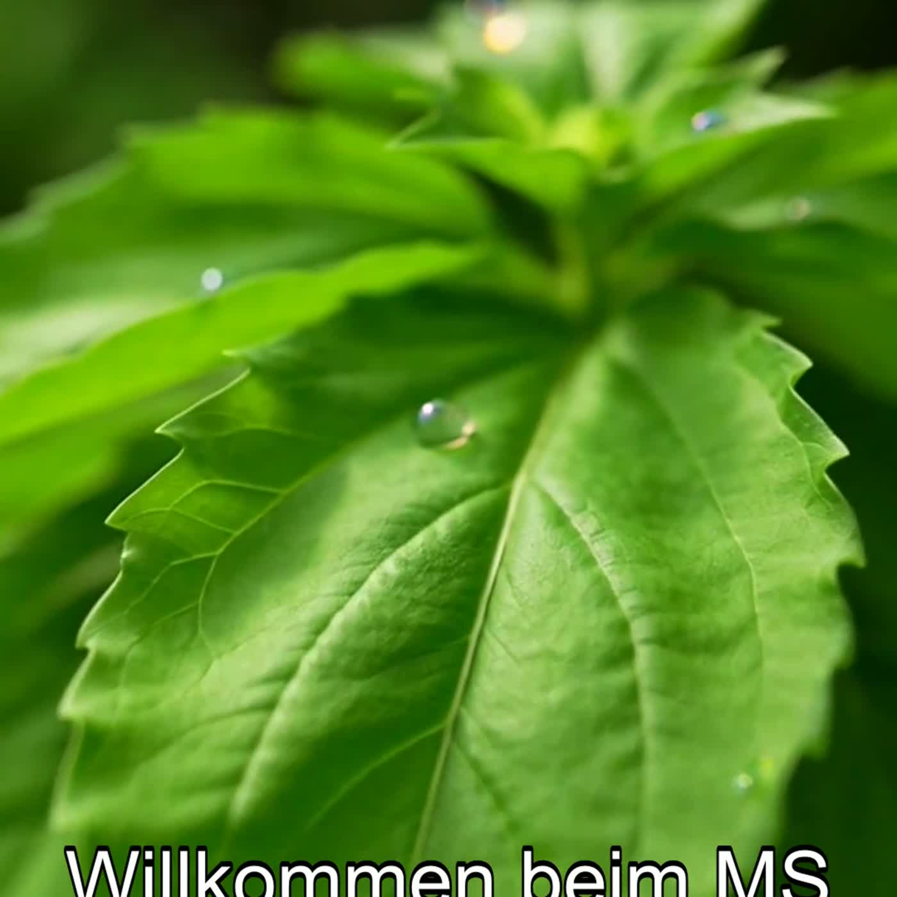 Terpene in Lebensmitteln - Teil 1/6 - MS Info Channel Podcast episode artwork