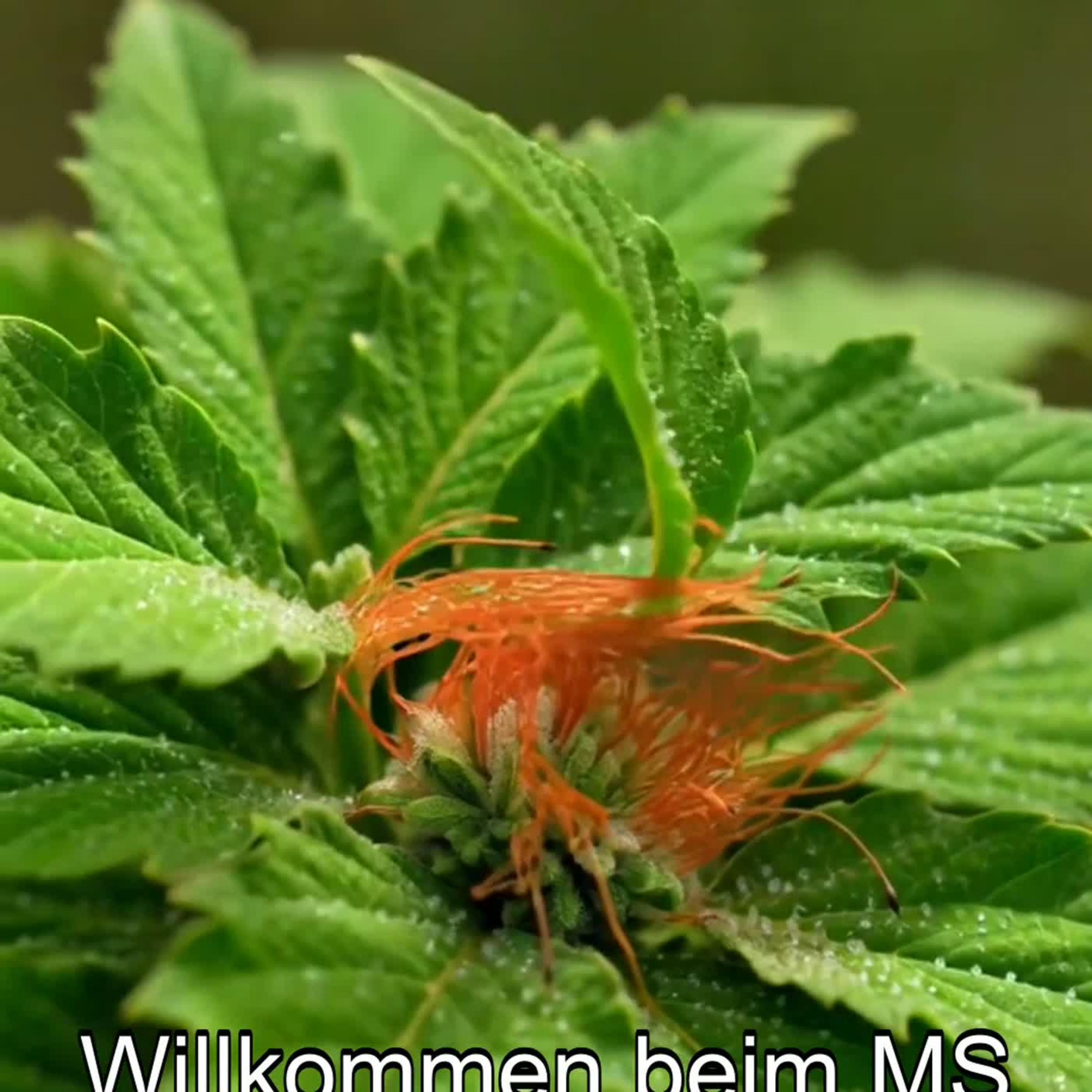Brokkoli bei Multipler Sklerose – Teil 1/8 - MS Info Channel Podcast episode artwork