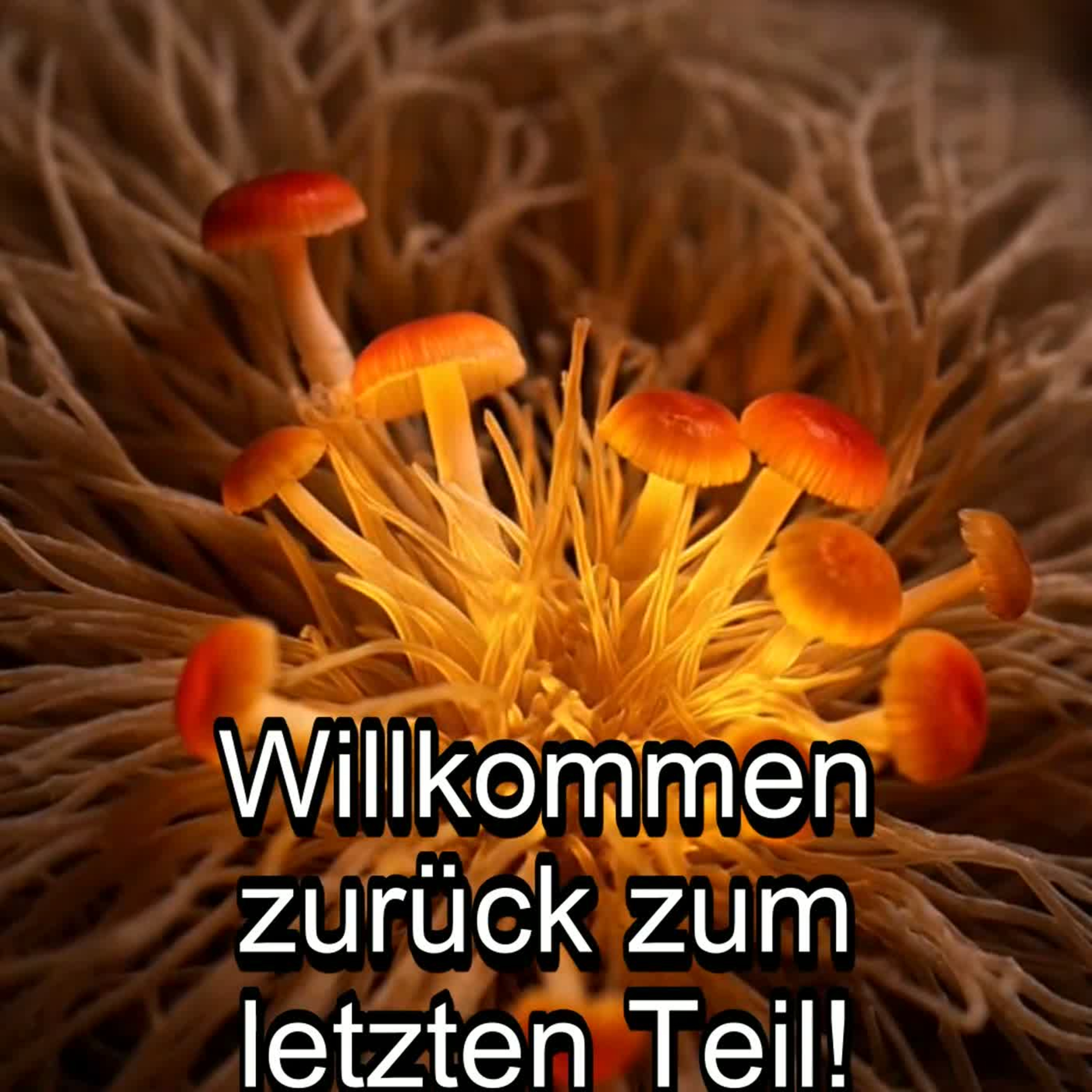 Teil 6/6 - Psilocybin, DMN & Neuro-metabolische Kopplung – MS Info Channel Podcast episode artwork
