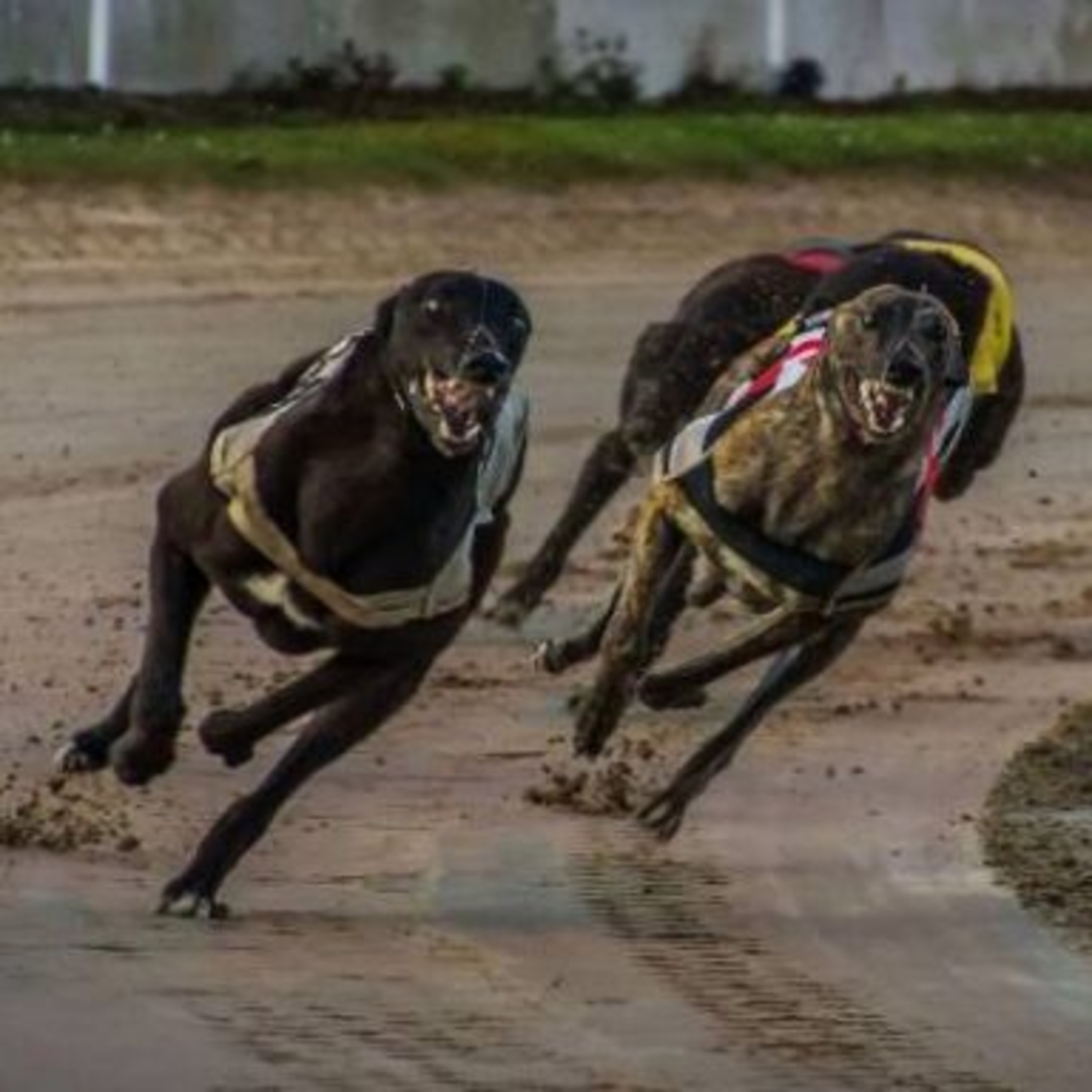  Virtual Greyhound Racing Betting: Fast Thrills, Real Rewards episode artwork