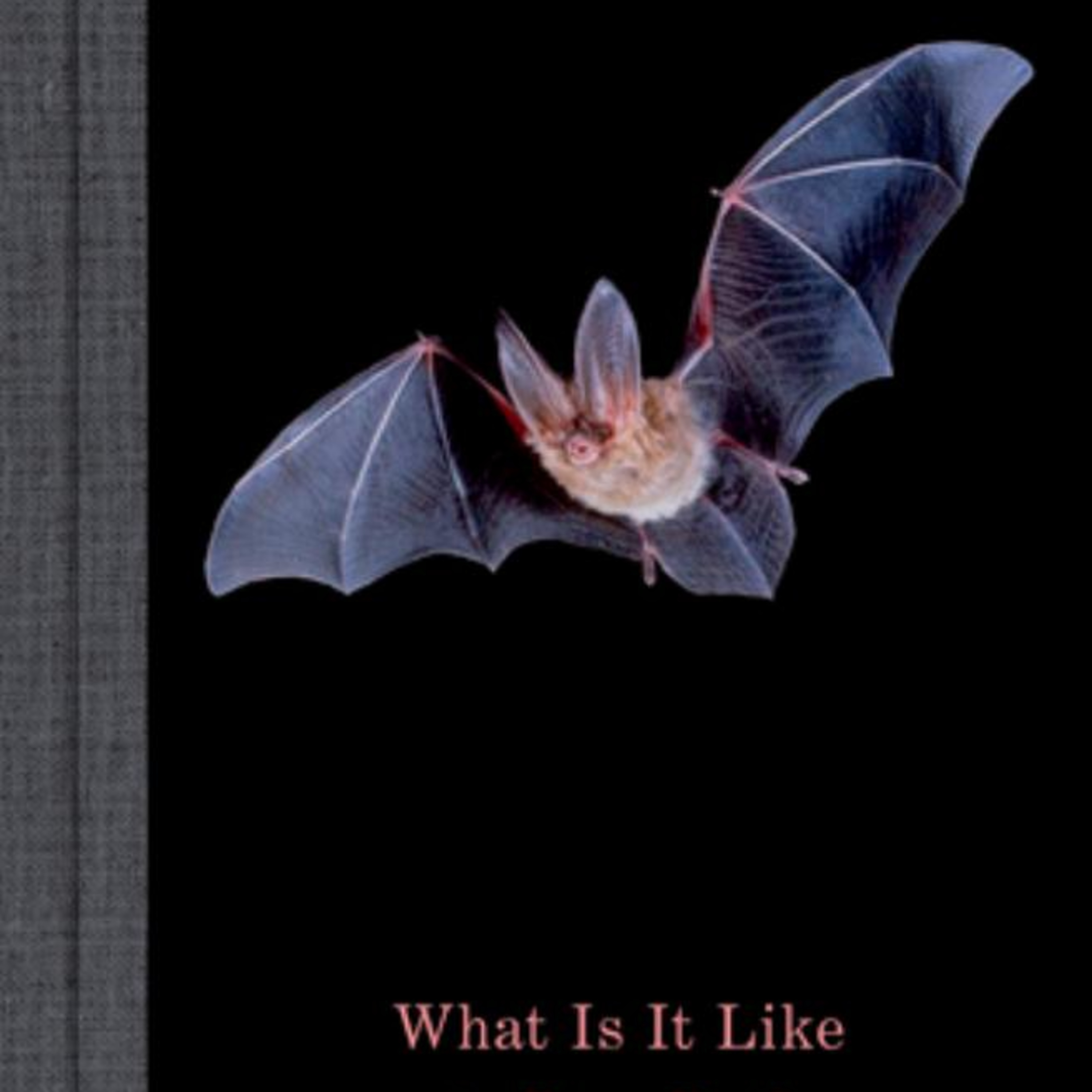 What Is It Like to Be a Bat? — Why objectivity cannot capture consciousness episode artwork