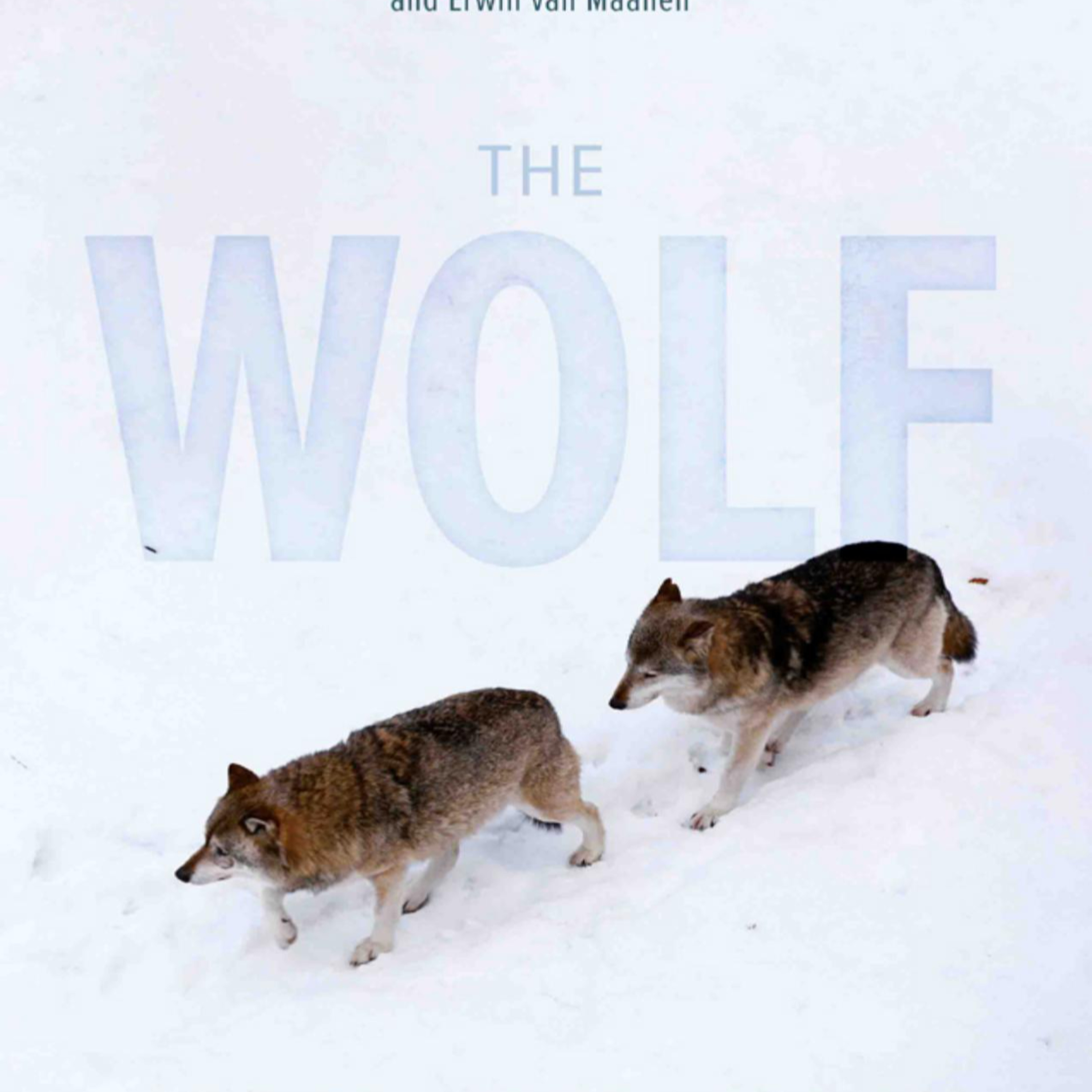 The Wolf: Culture, Nature, Heritage — The System Behind Human–Nature Conflict episode artwork