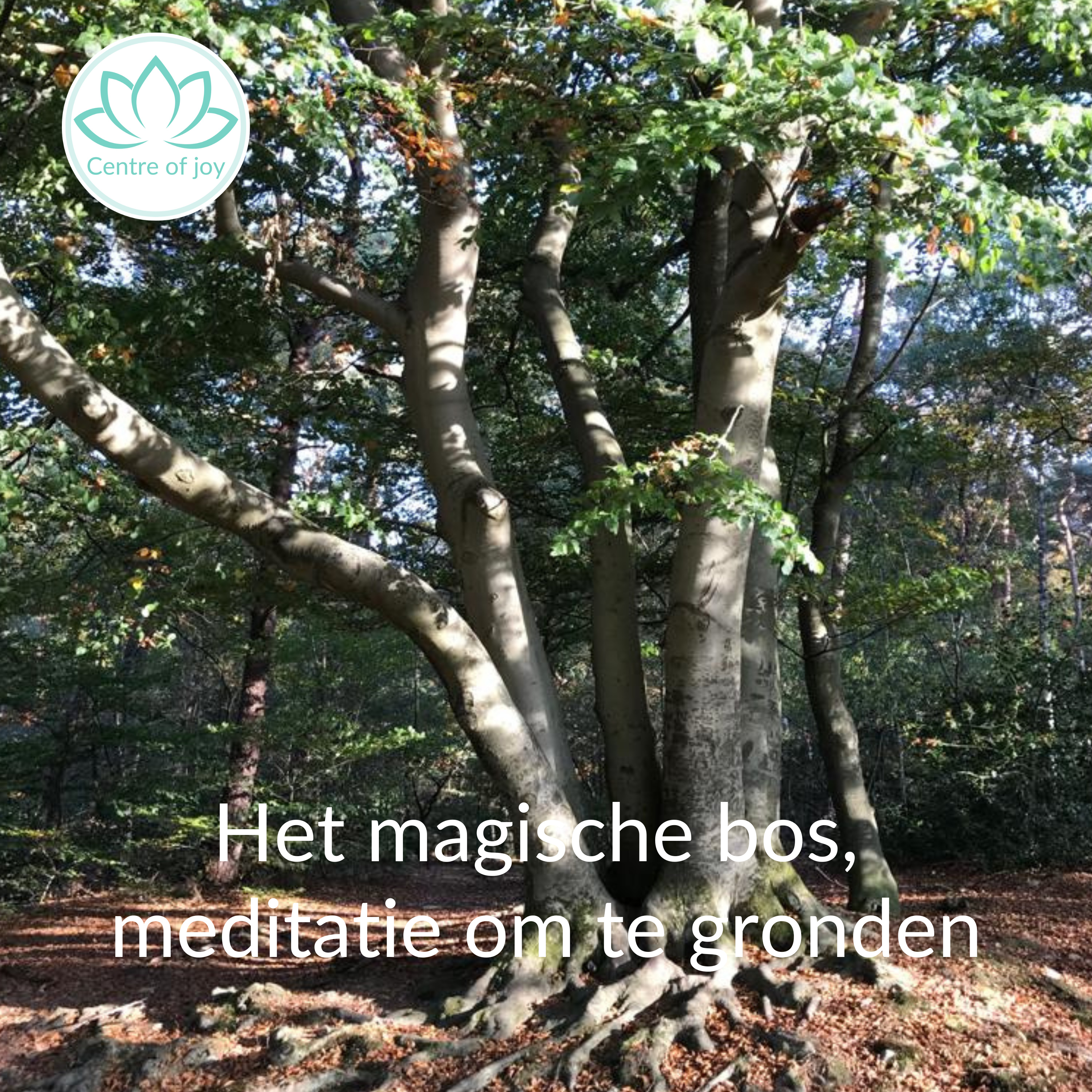 #004 | Het magische bos, meditatie om te gronden episode artwork