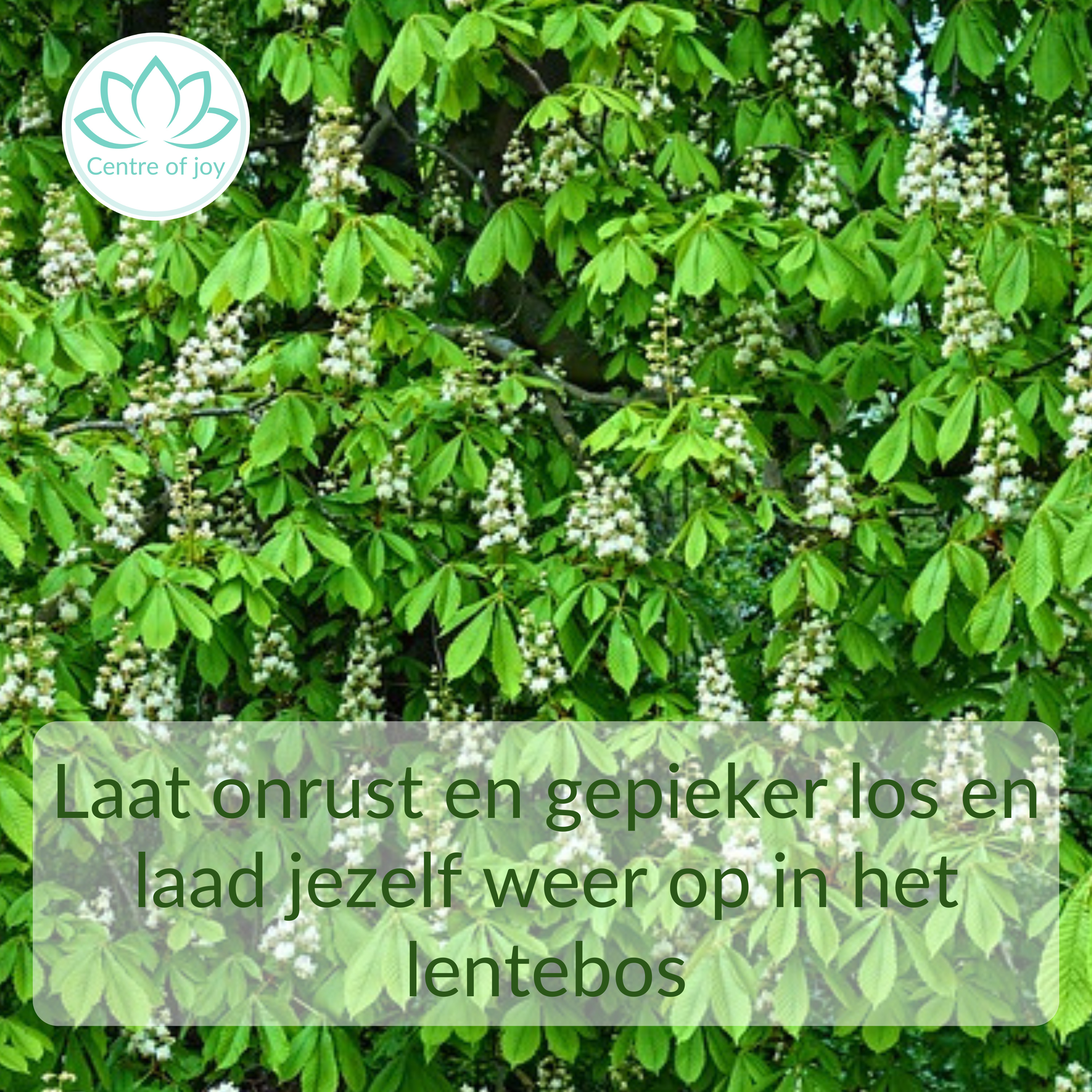 #011 | Laat onrust en gepieker los en laad jezelf weer op in het lentebos episode artwork