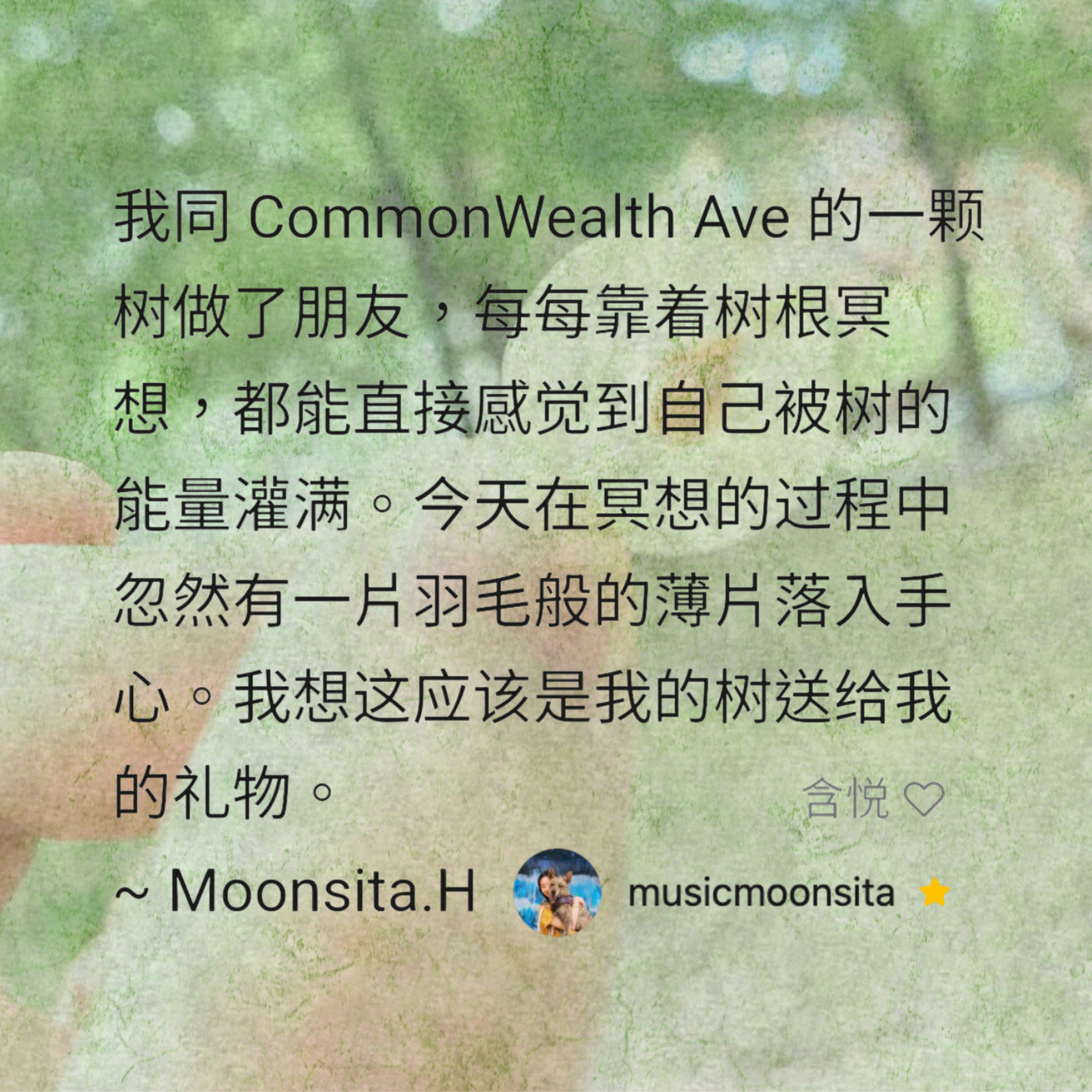秘密來信：善感的靈魂｜向下扎根，向上伸展：成長為時光里蔥郁的樹｜關於美國波士頓的那一棵與我締結了深厚友誼的大樹，教給我的人生智慧。 episode artwork