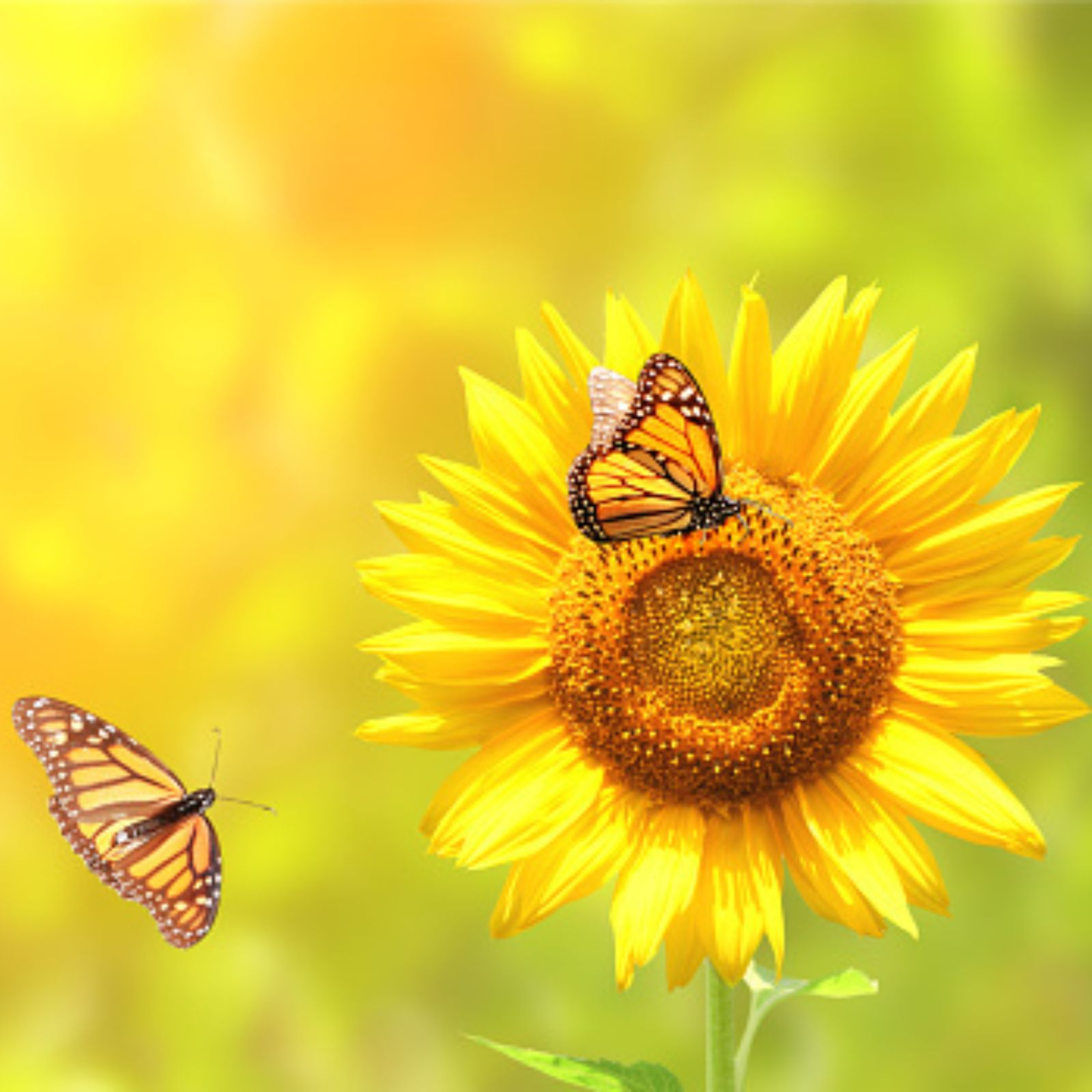 Hypnose & Sommeil - Le podcast de Catherine Paquet