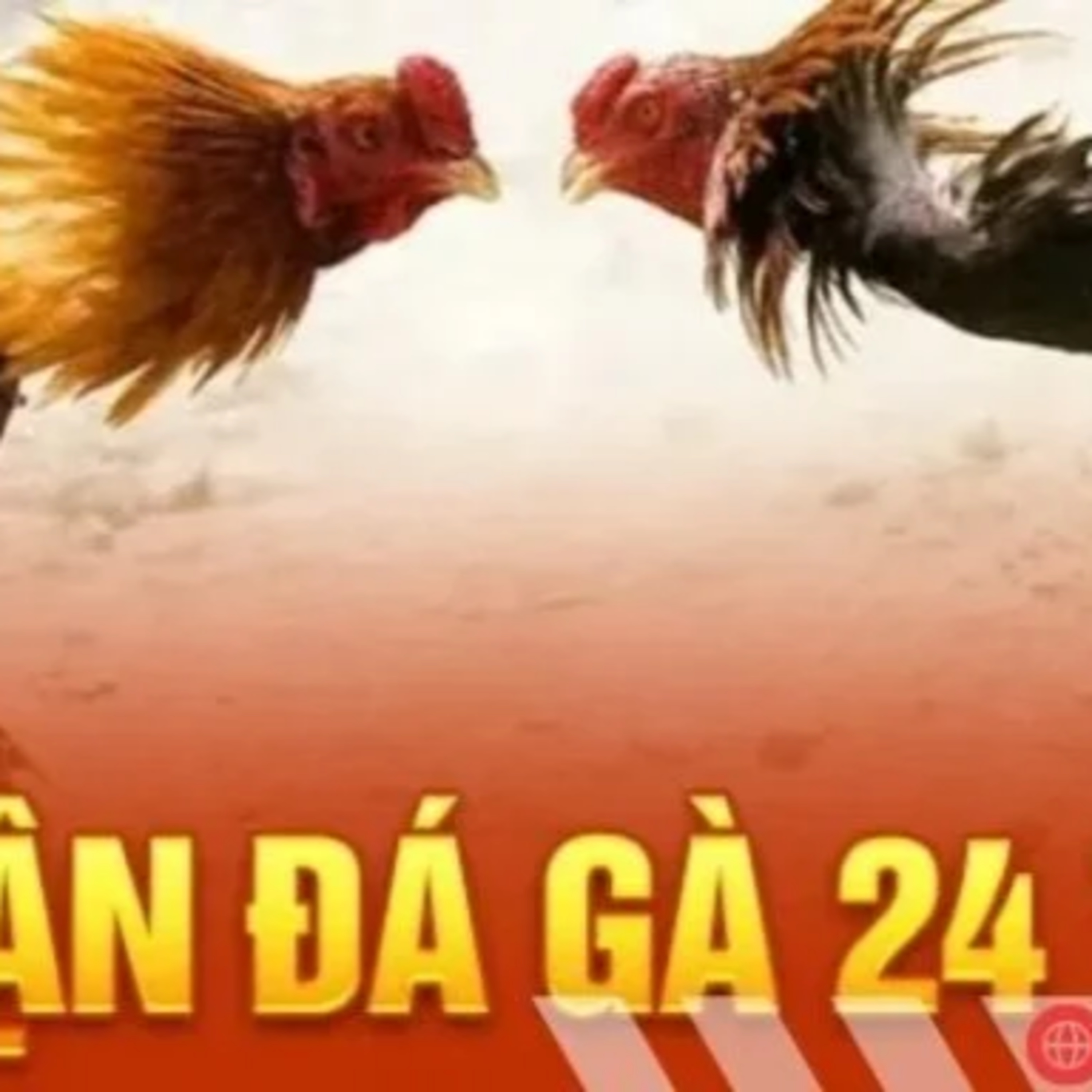  Trận đá gà 24 tỷ - Những trận đấu lớn với giải thưởng khổng lồ episode artwork