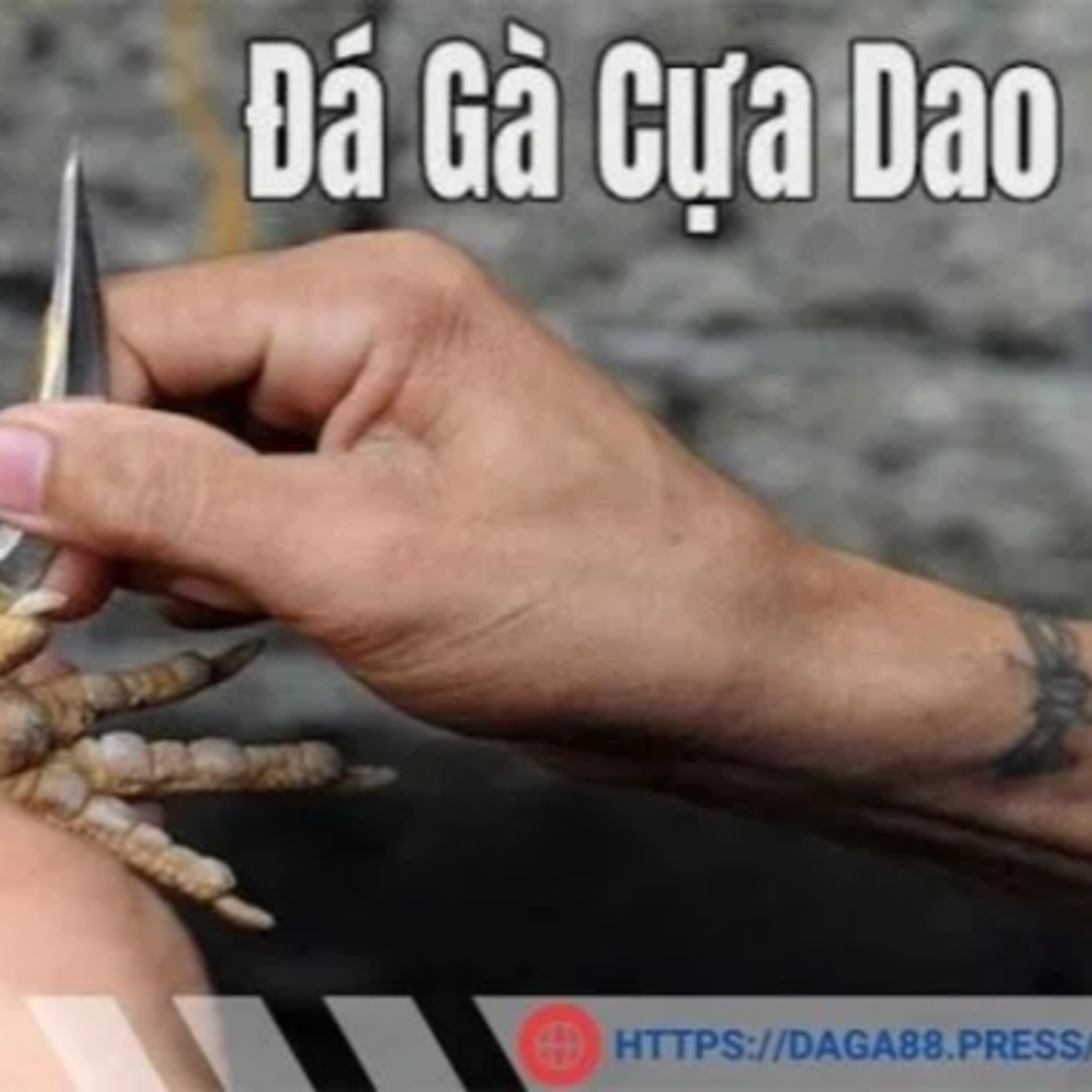  Gà cựa dao - Sân chơi đá gà kinh điển của Philippines episode artwork