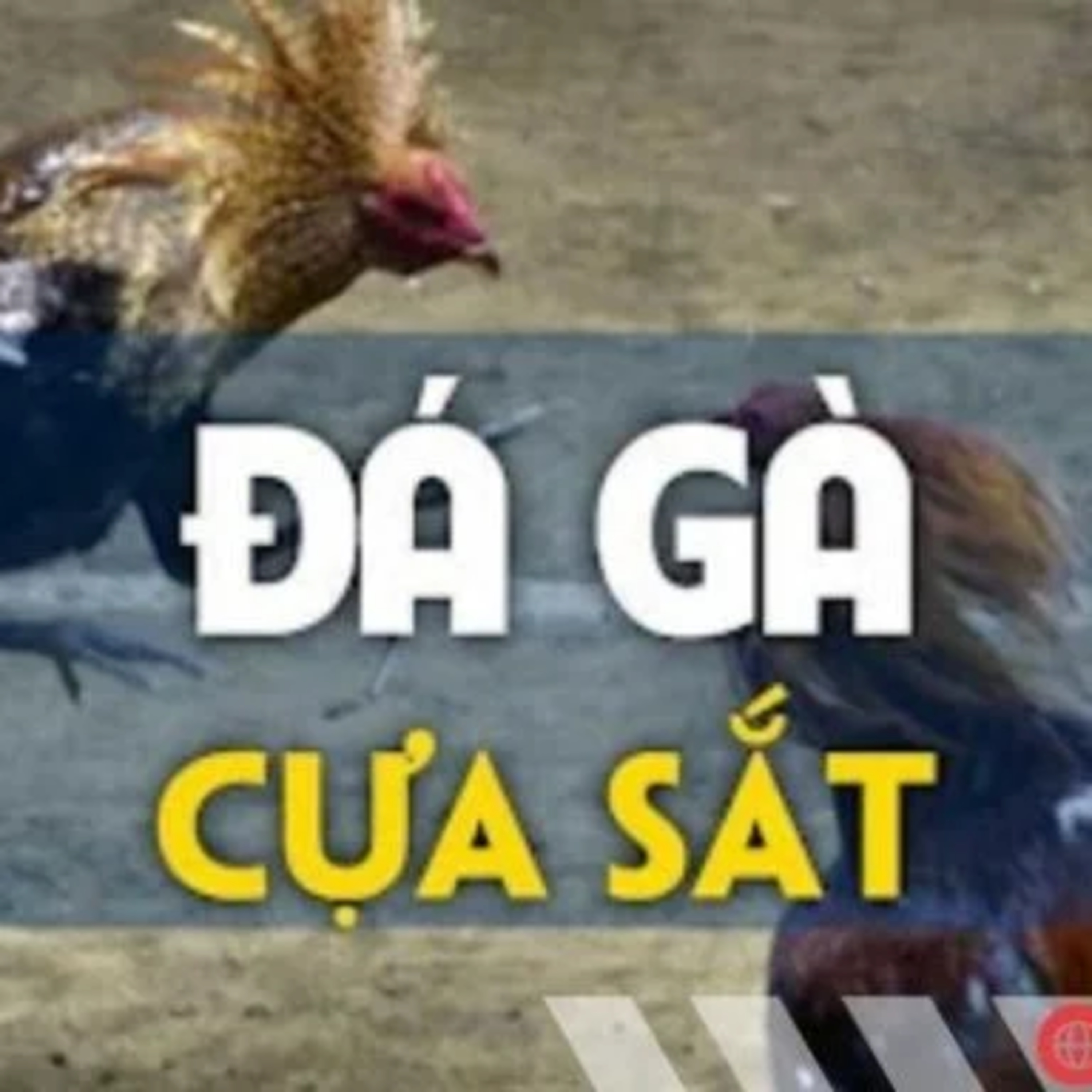  Đá gà cựa sắt Thomo - Những trận đấu nhanh chóng và khốc liệt episode artwork