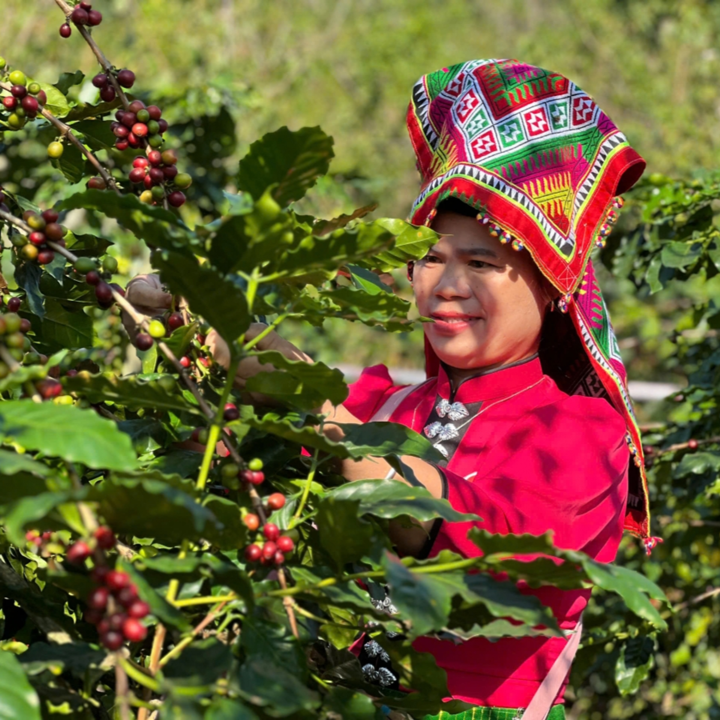 Hương Arabica trên đất Chiềng An episode artwork
