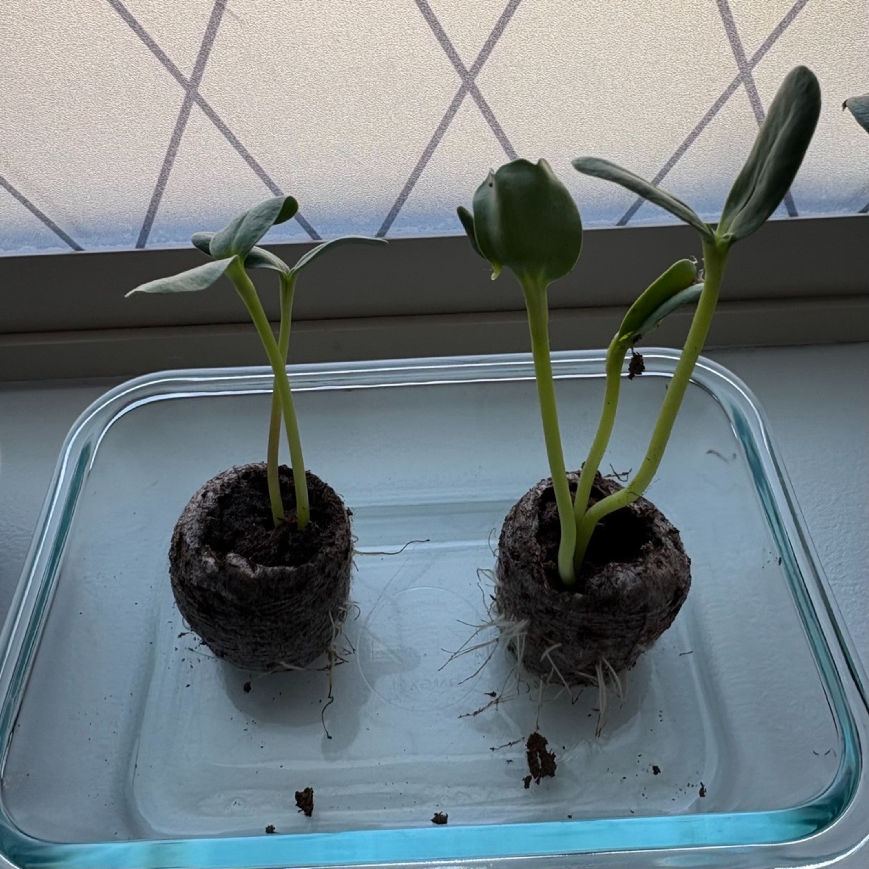 2.11 - My plants are trying to eat me! episode artwork
