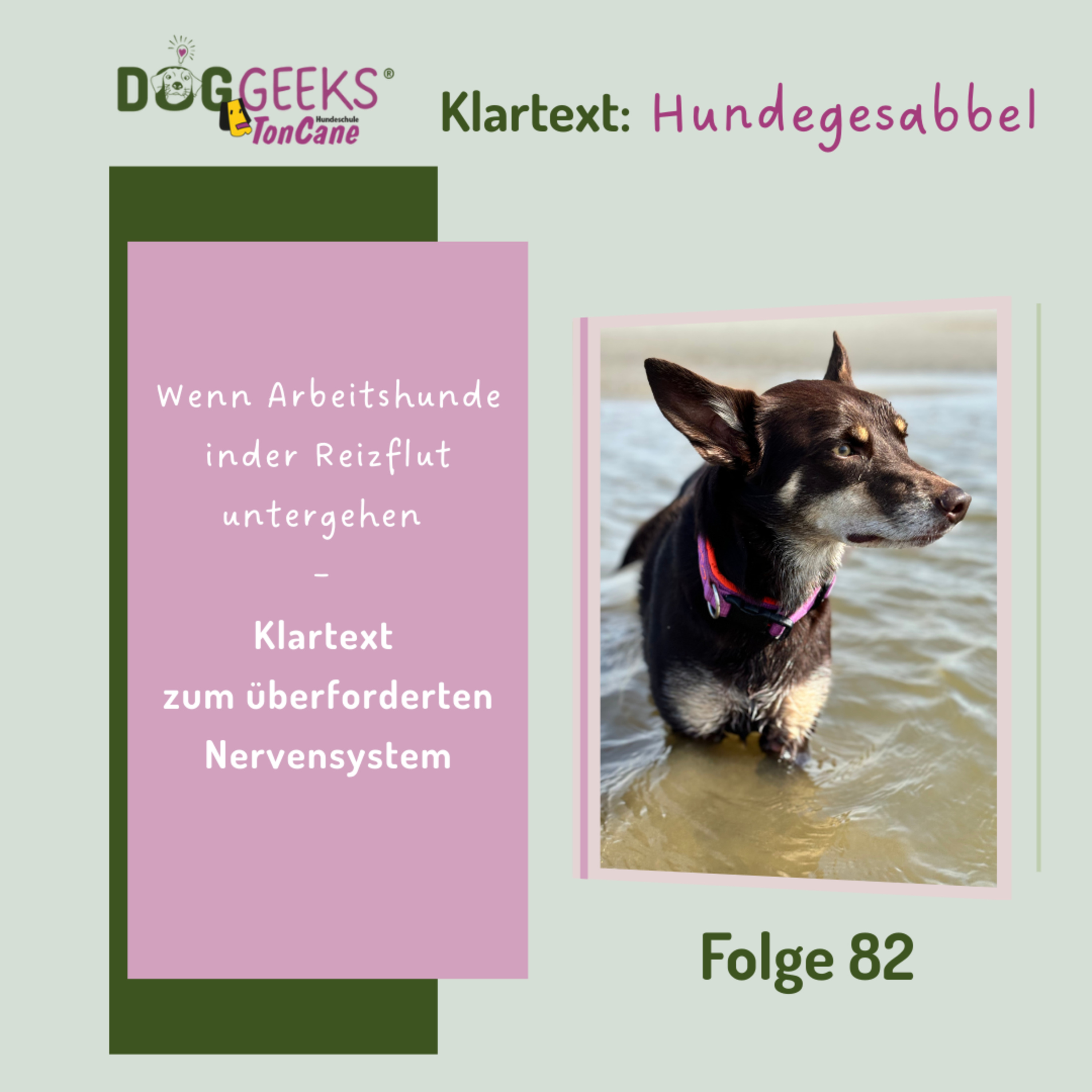 #82 "Wenn Arbeitshunde in der Reizflut untergehen"