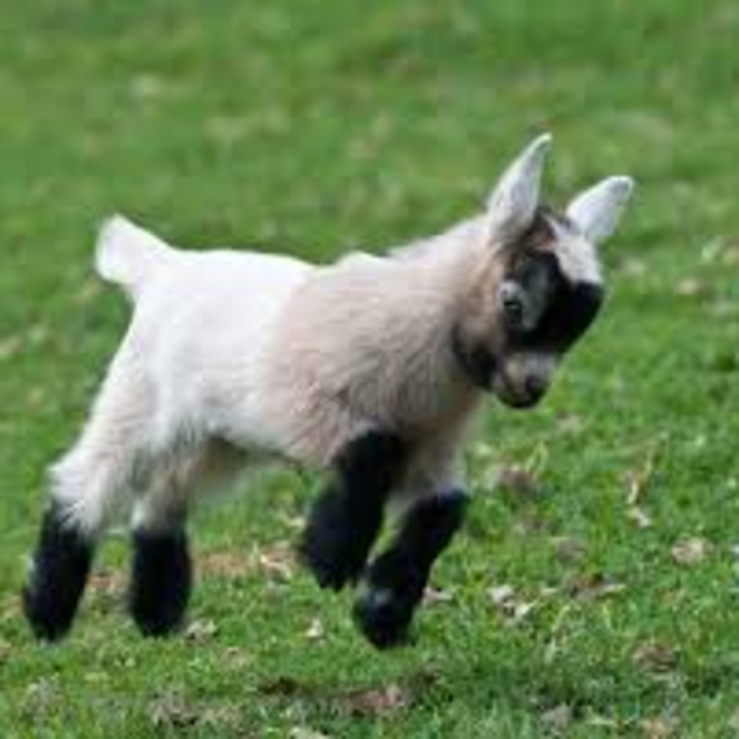 PPP Extra: Pipistas vs. Elonáticos