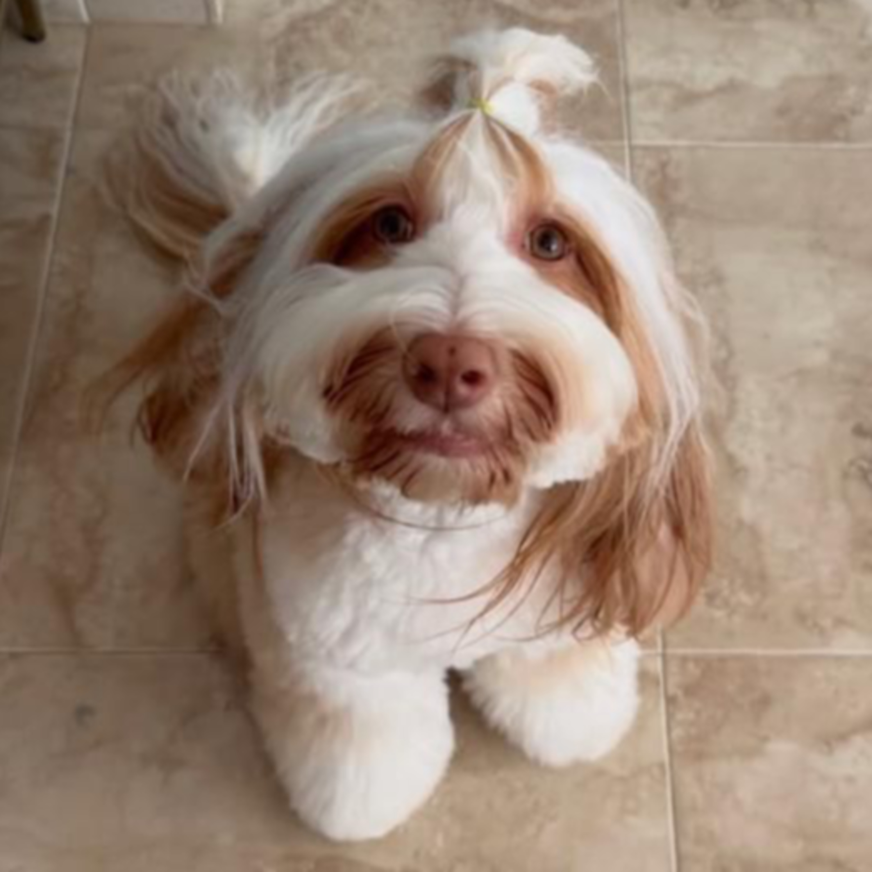 PPP Extra: 🐩 Protect Croqueta!