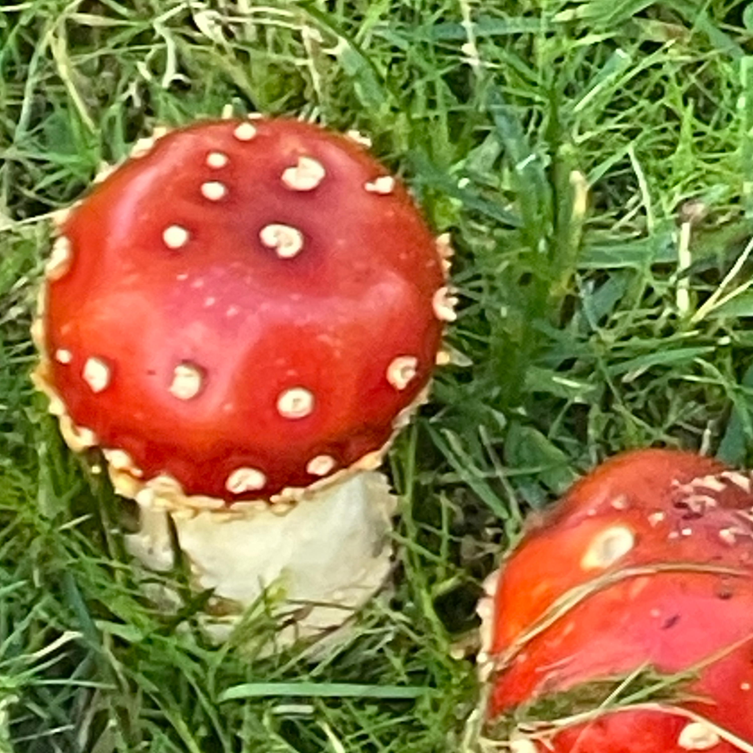 Episode 3: The Life of a Mushroom episode artwork