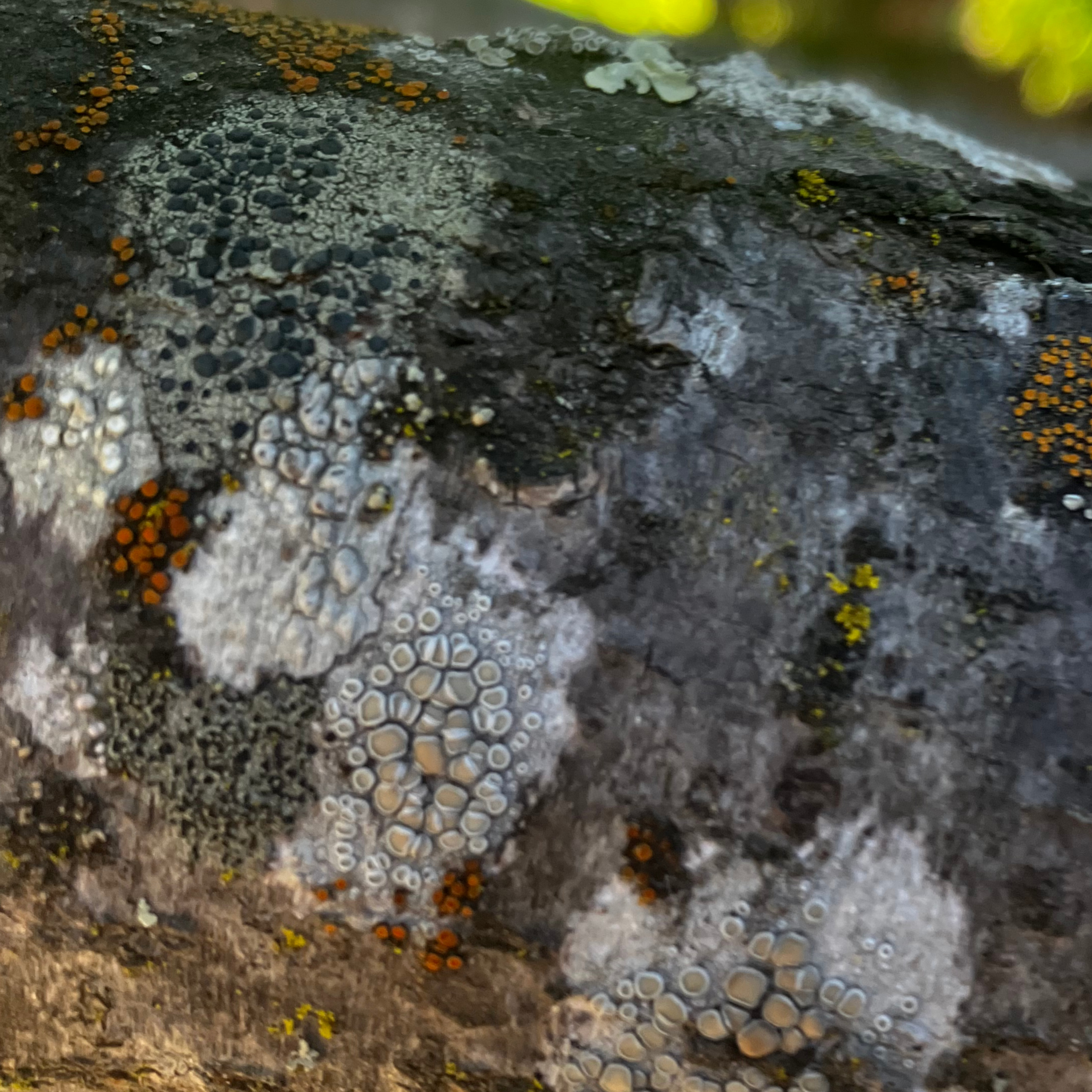 Episode 4: Lichens episode artwork