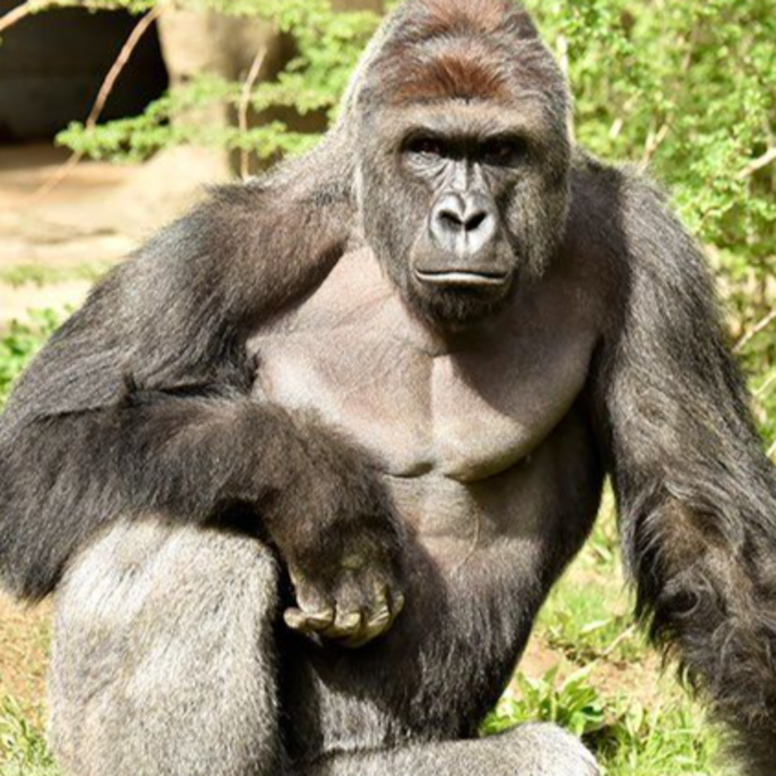 Did Harambe Split the Timeline?  episode artwork