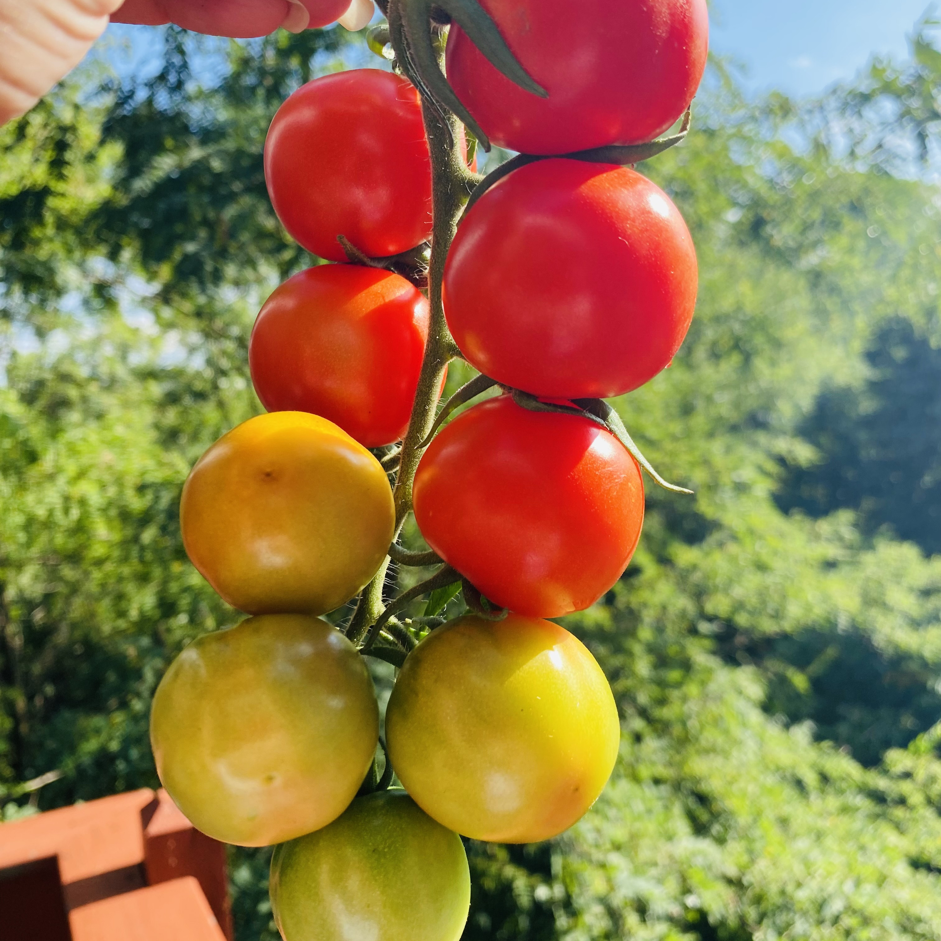 Let’s talk Tomatoes with Missy! episode artwork