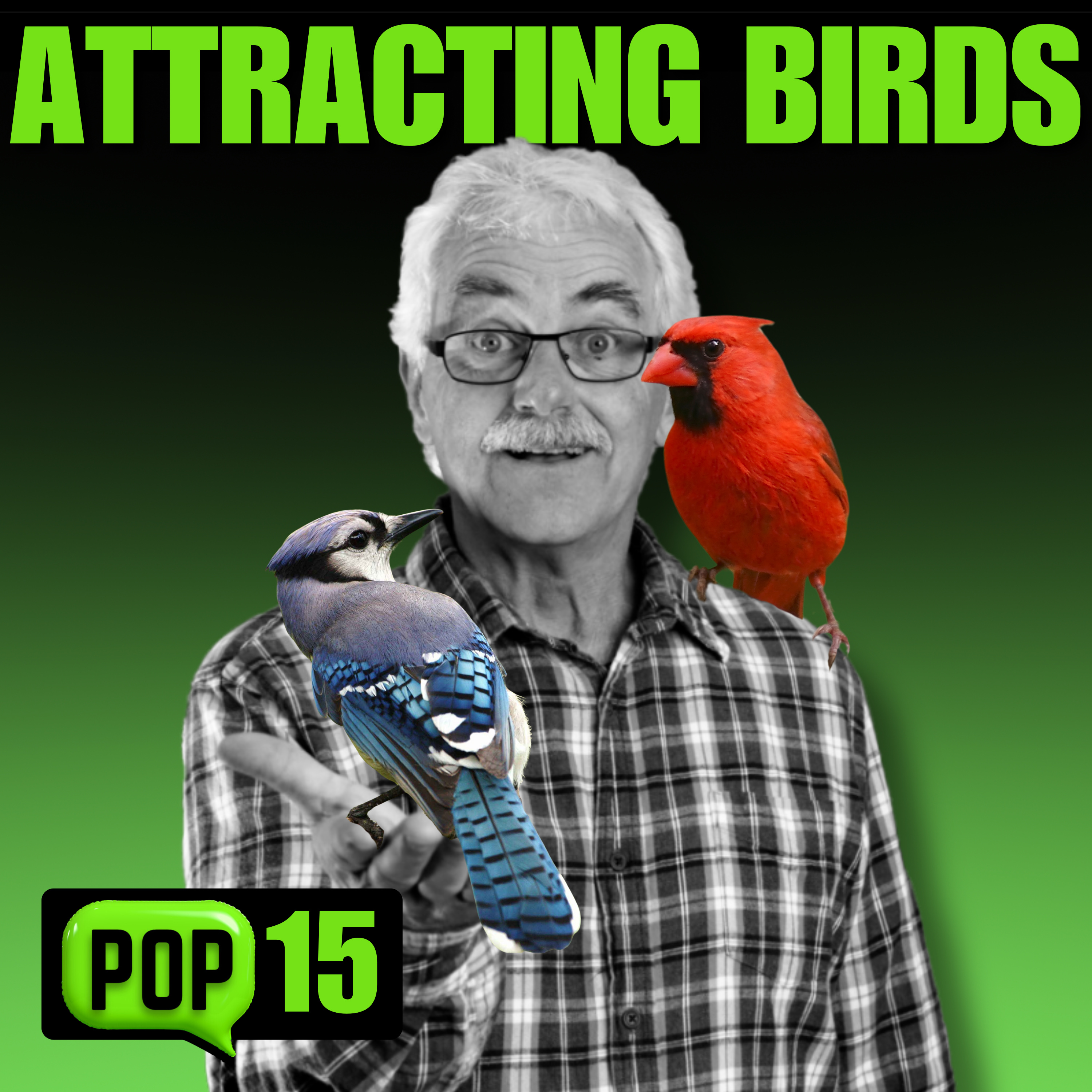 Three Must-Haves to Attract MORE Birds to Your Yard! episode artwork