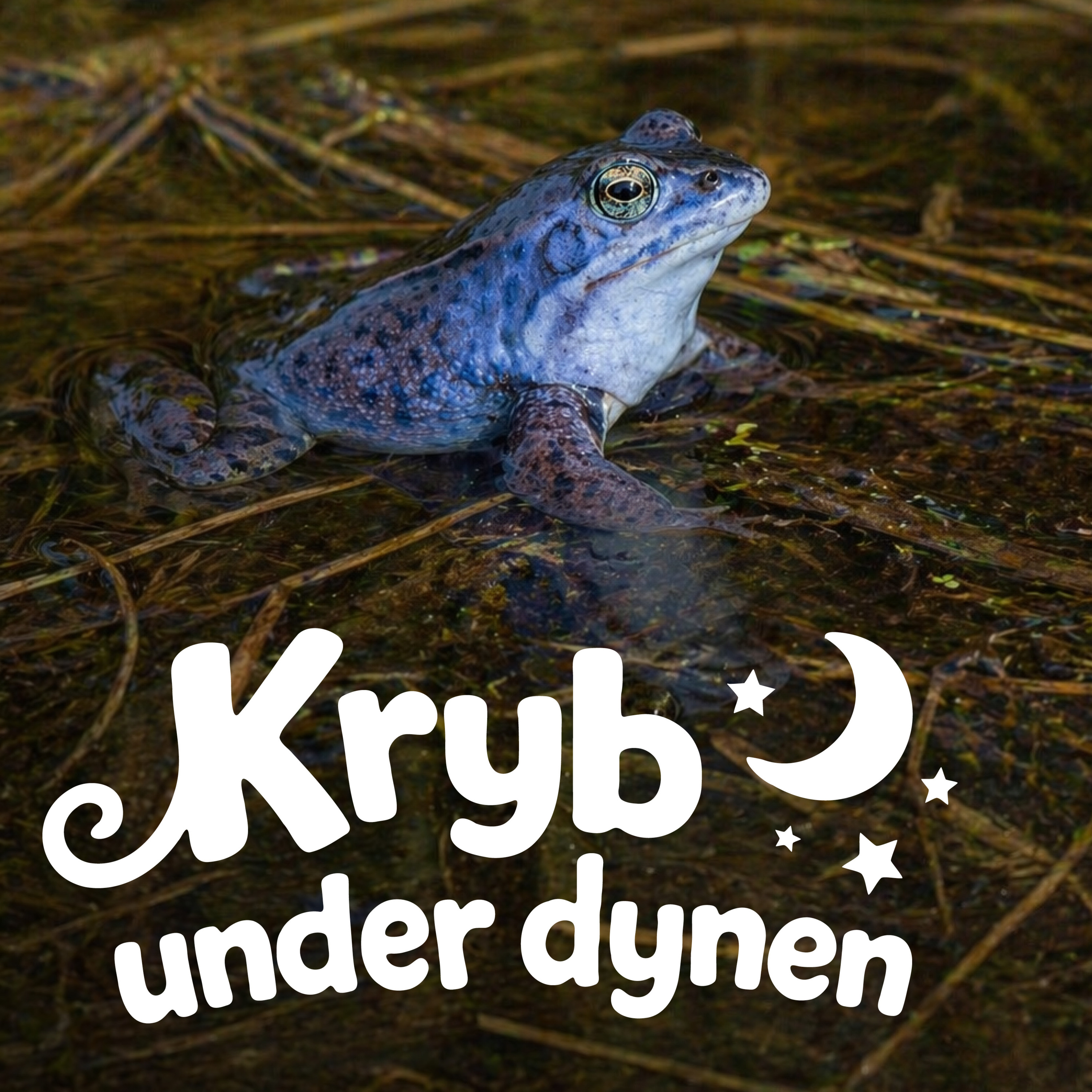 Spidssnudet frø
