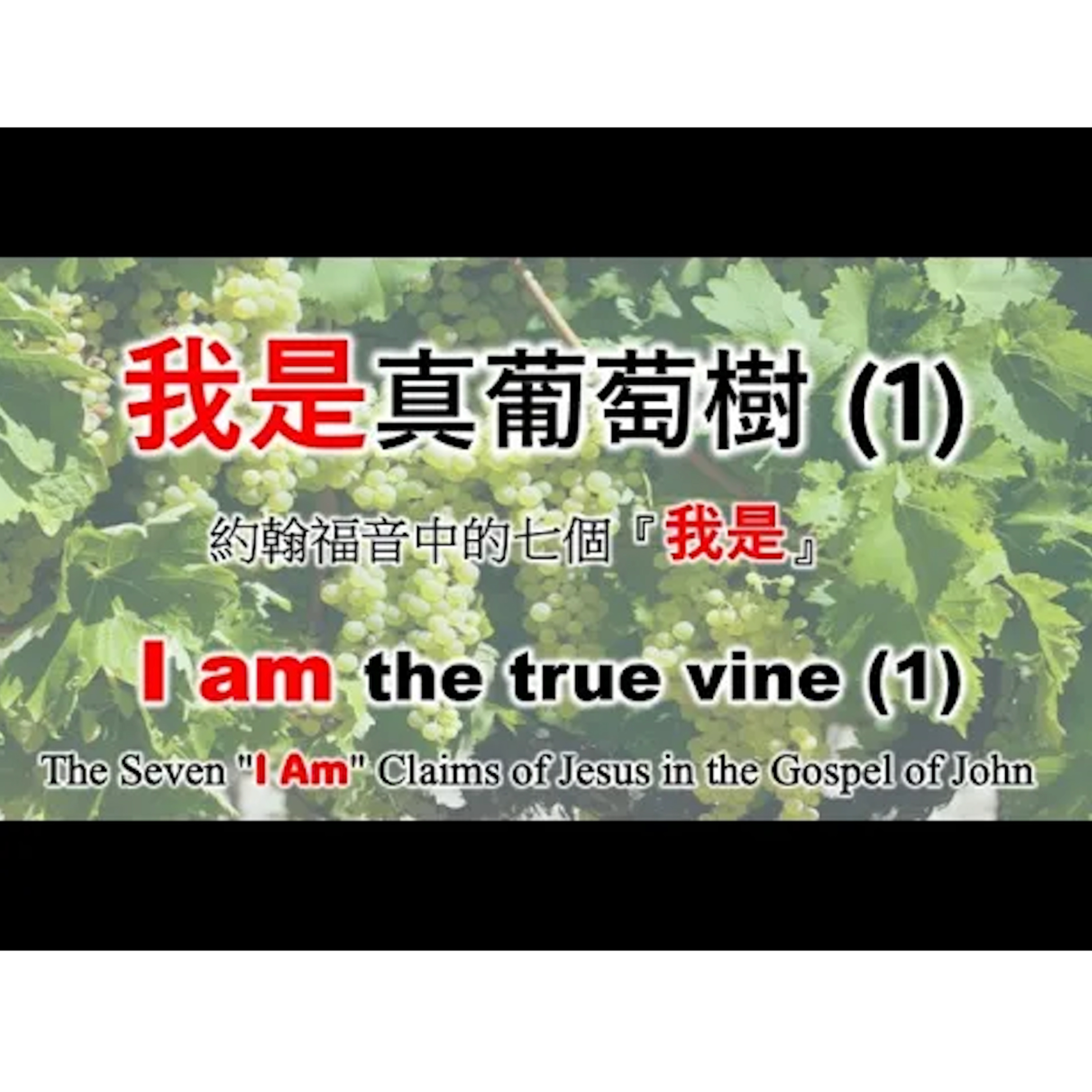 [伯明翰信息] 我是真葡萄樹(1) - 約翰福音中的七個『我是』 episode artwork