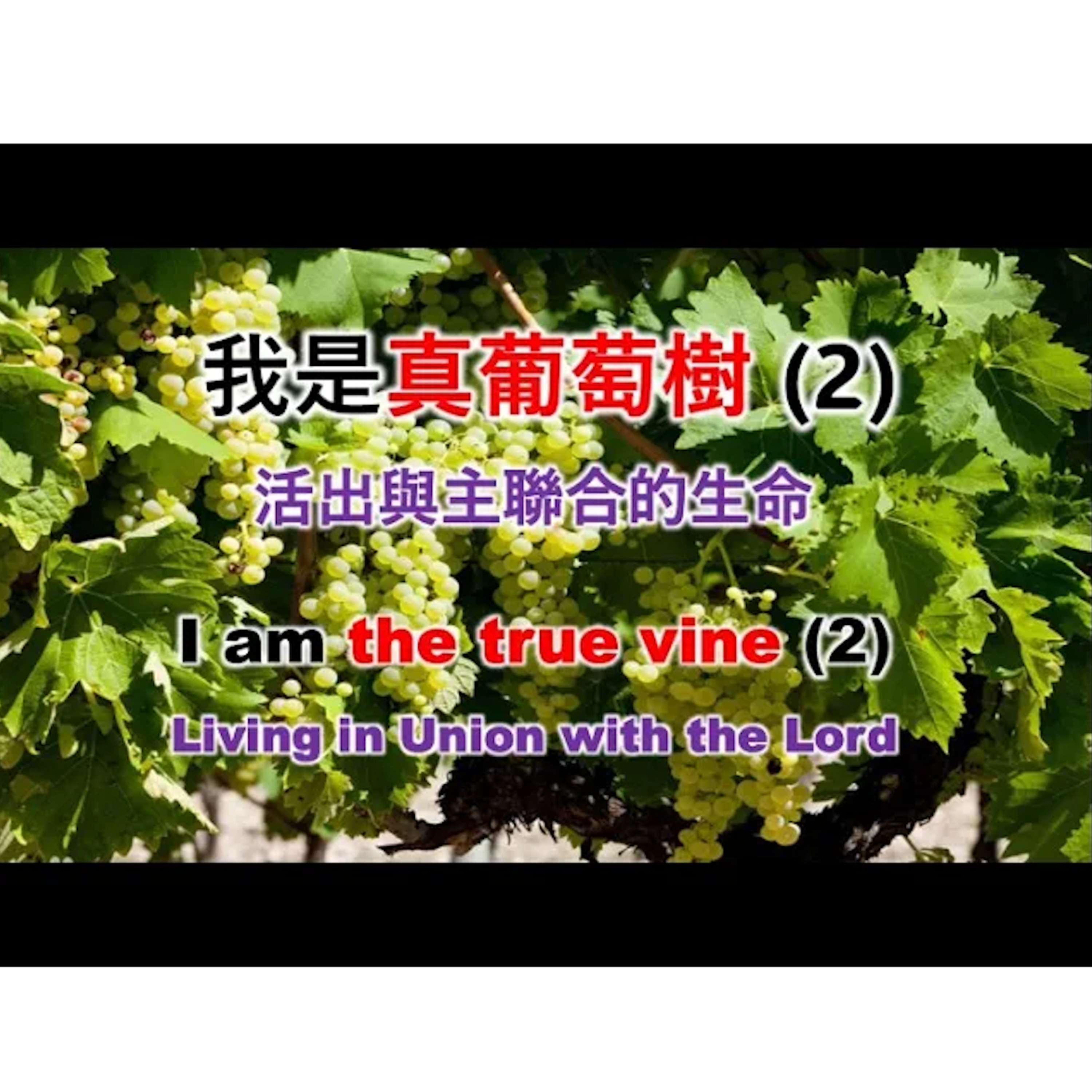 [伯明翰信息] 我是真葡萄樹(2) - 活出與主聯合的生命 episode artwork