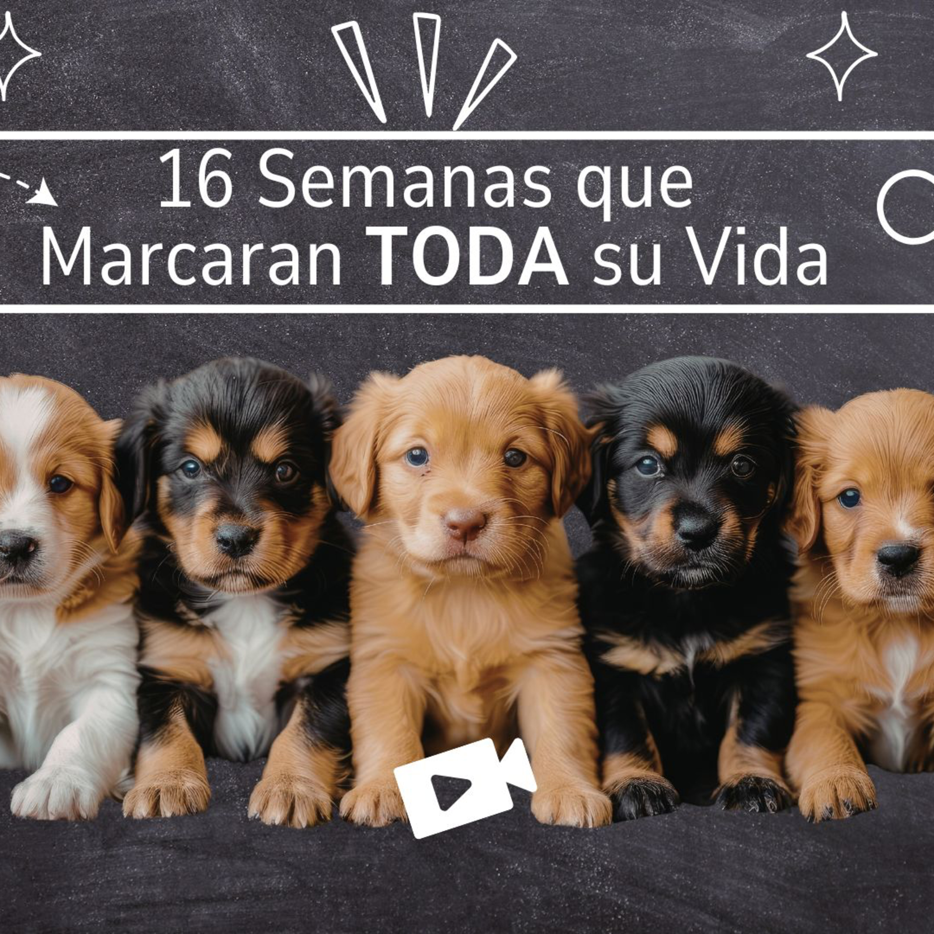 La SOCIALIZACION: La Ventana Invisible, 16 Semanas que Determinan 15 Años de Vida episode artwork