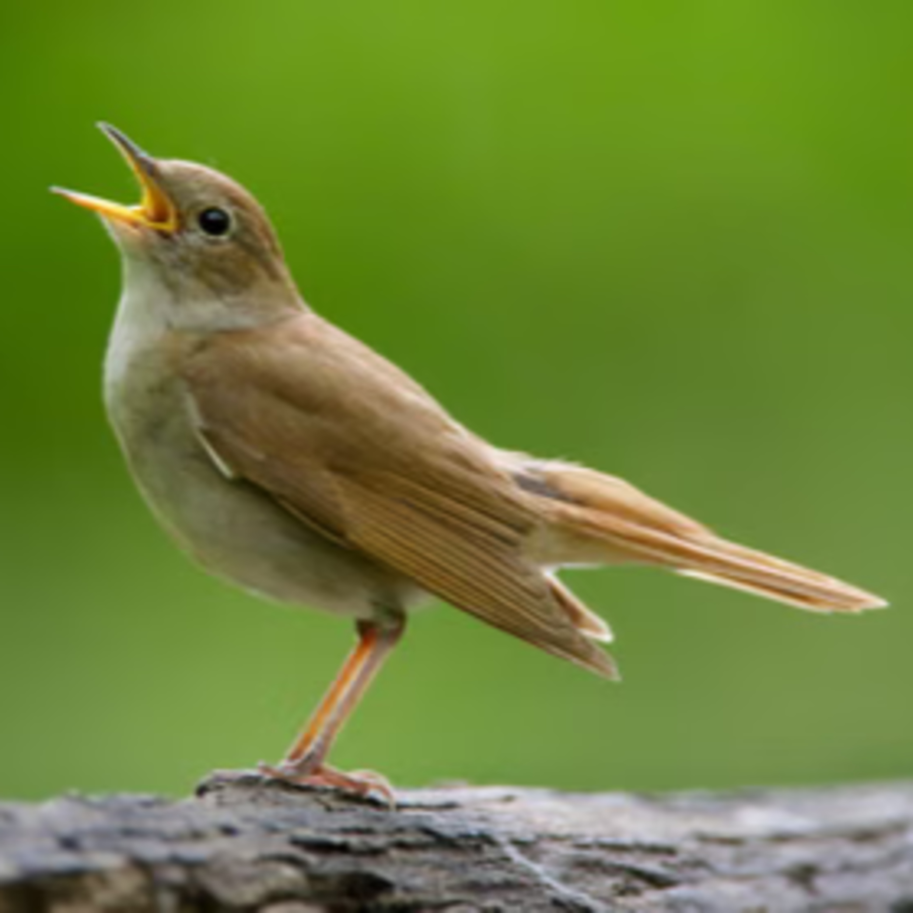 Vogelzang, waarom en waarvoor episode artwork
