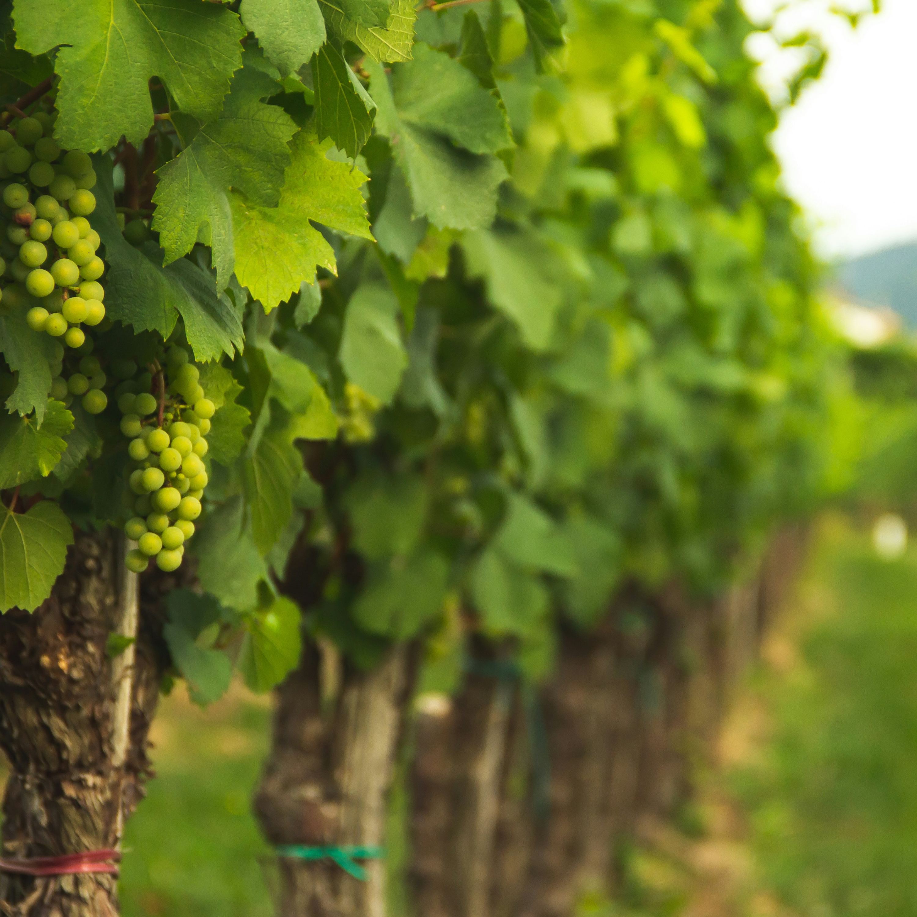 A Vineyard and a Soul - Proverbs 24:23-34 (Raymond Gamble) episode artwork