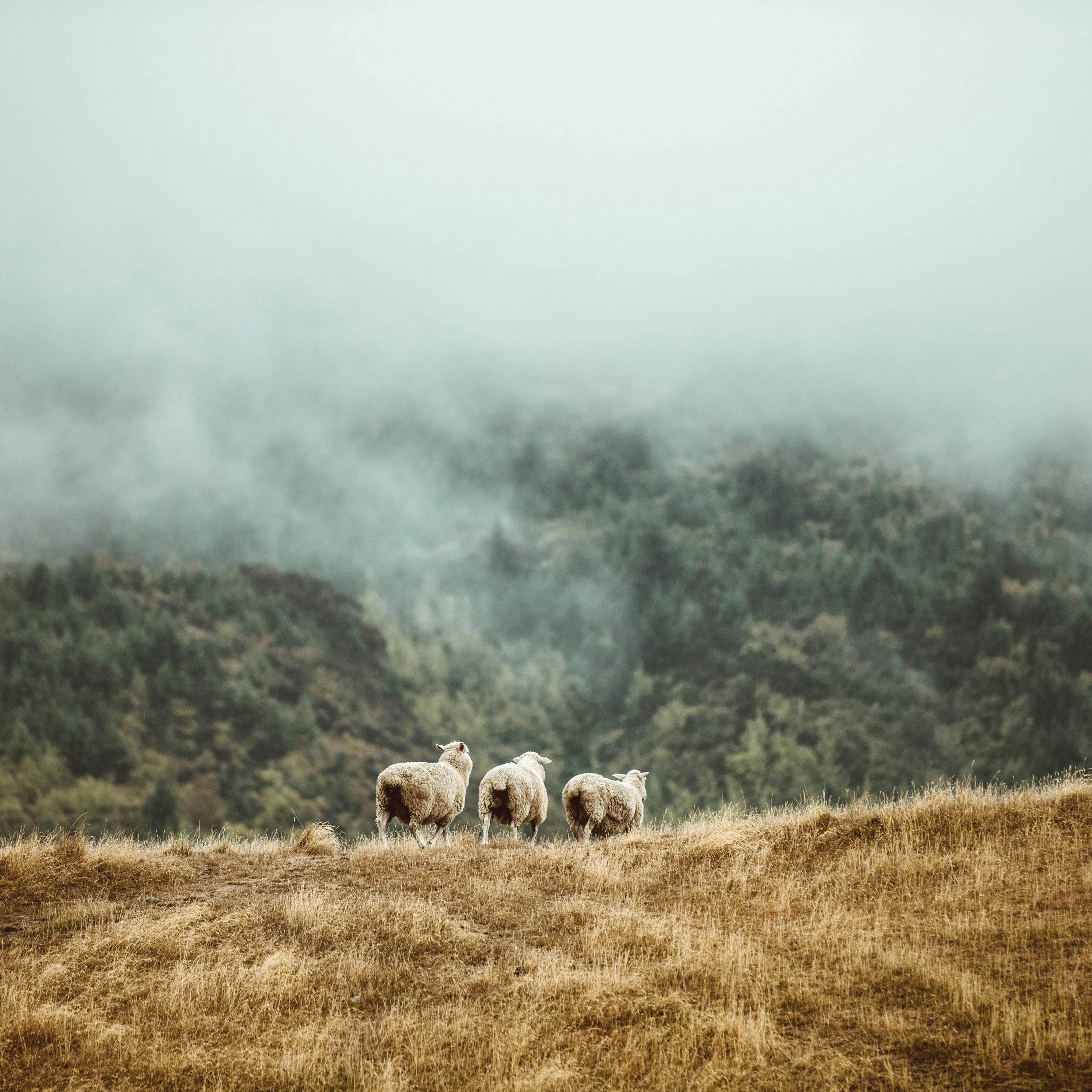 Lost Sheep and the Loving Shepherd - Luke 15:1-7 (Gareth Orr) episode artwork