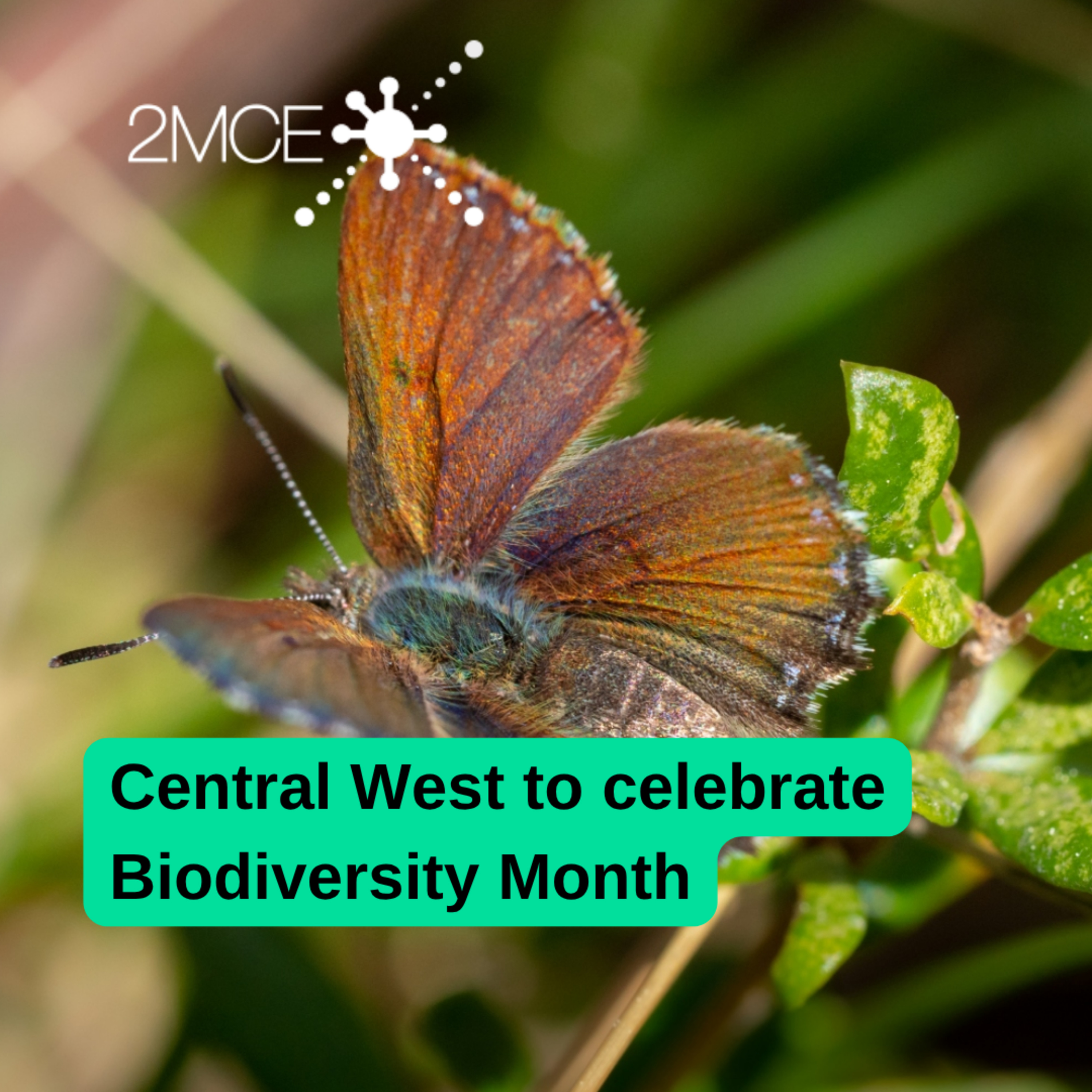 Bathurst 1000 camping extended, and Central West community groups to celebrate Biodiversity Month episode artwork