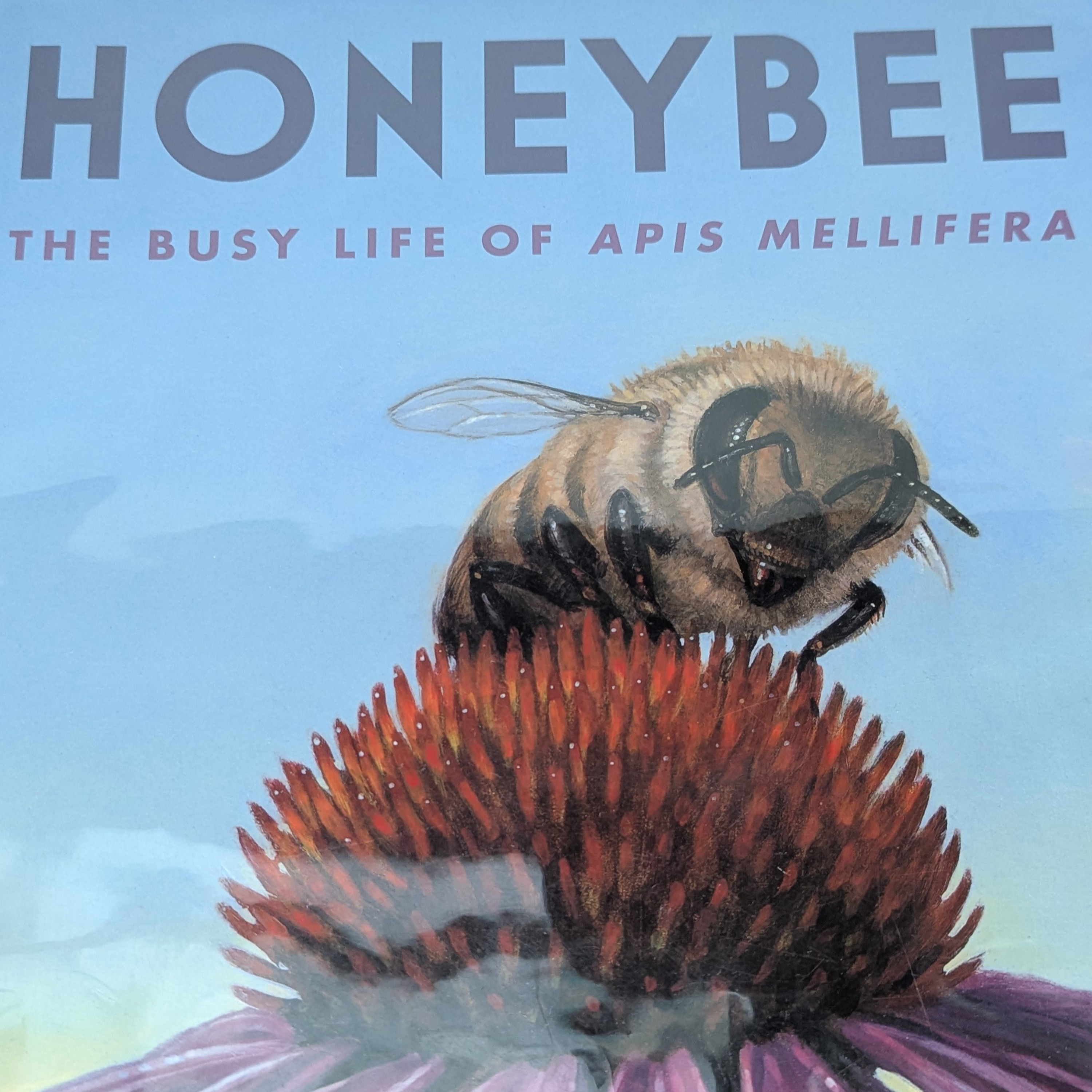 Kids Story Time - Honeybee episode artwork