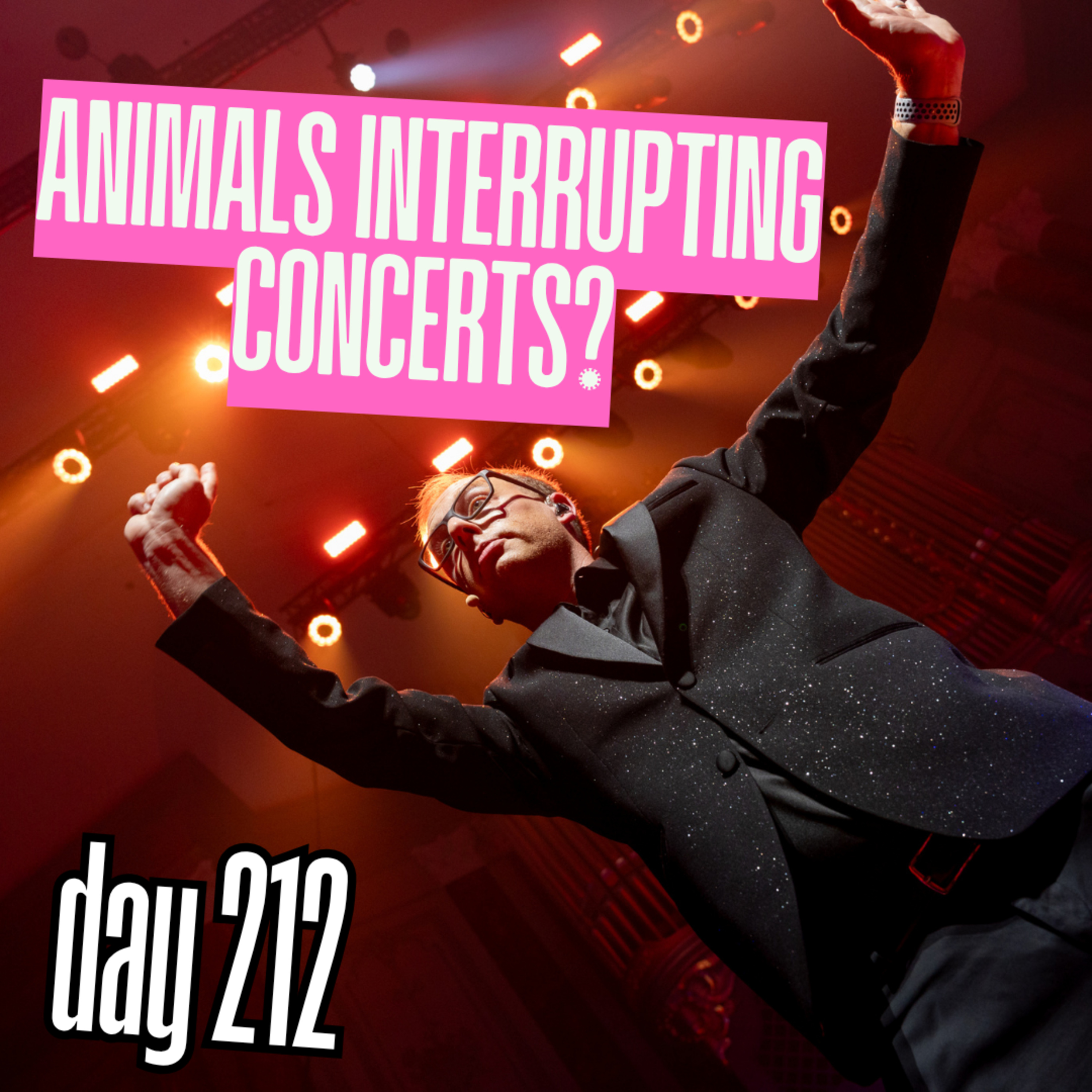 Day 212: Animals Interrupting Concerts? episode artwork